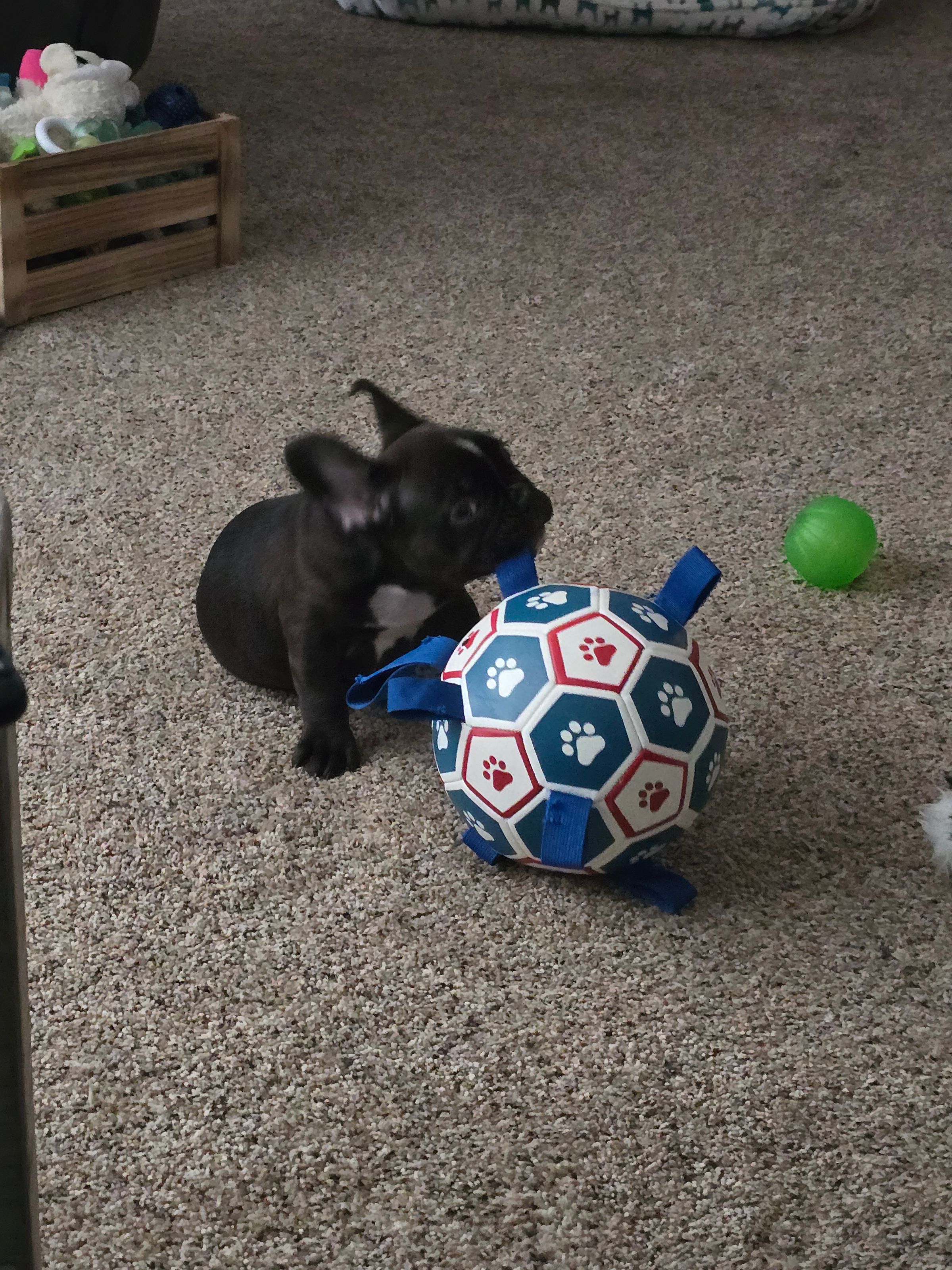 Izzy & his ball