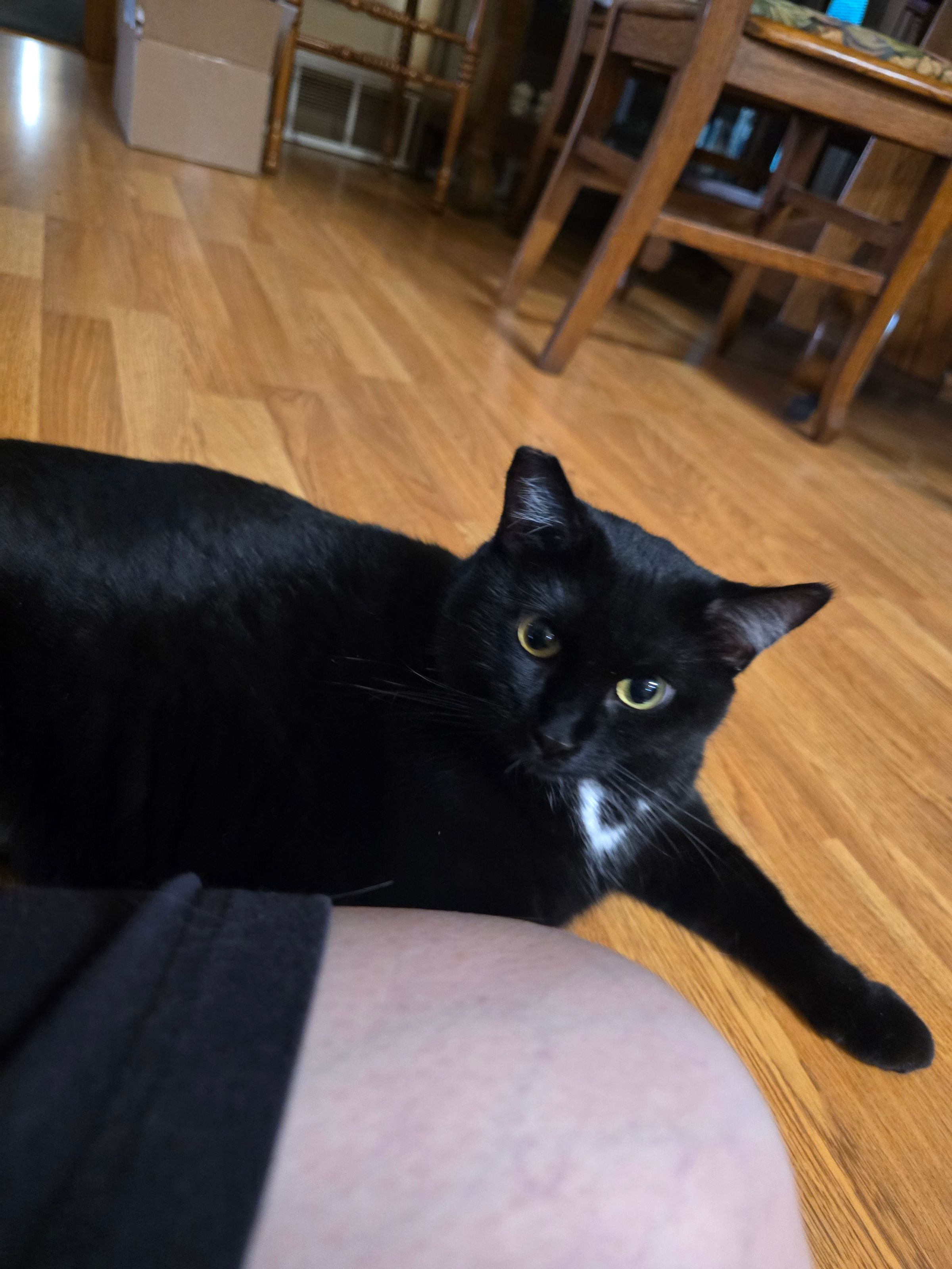 Ebony