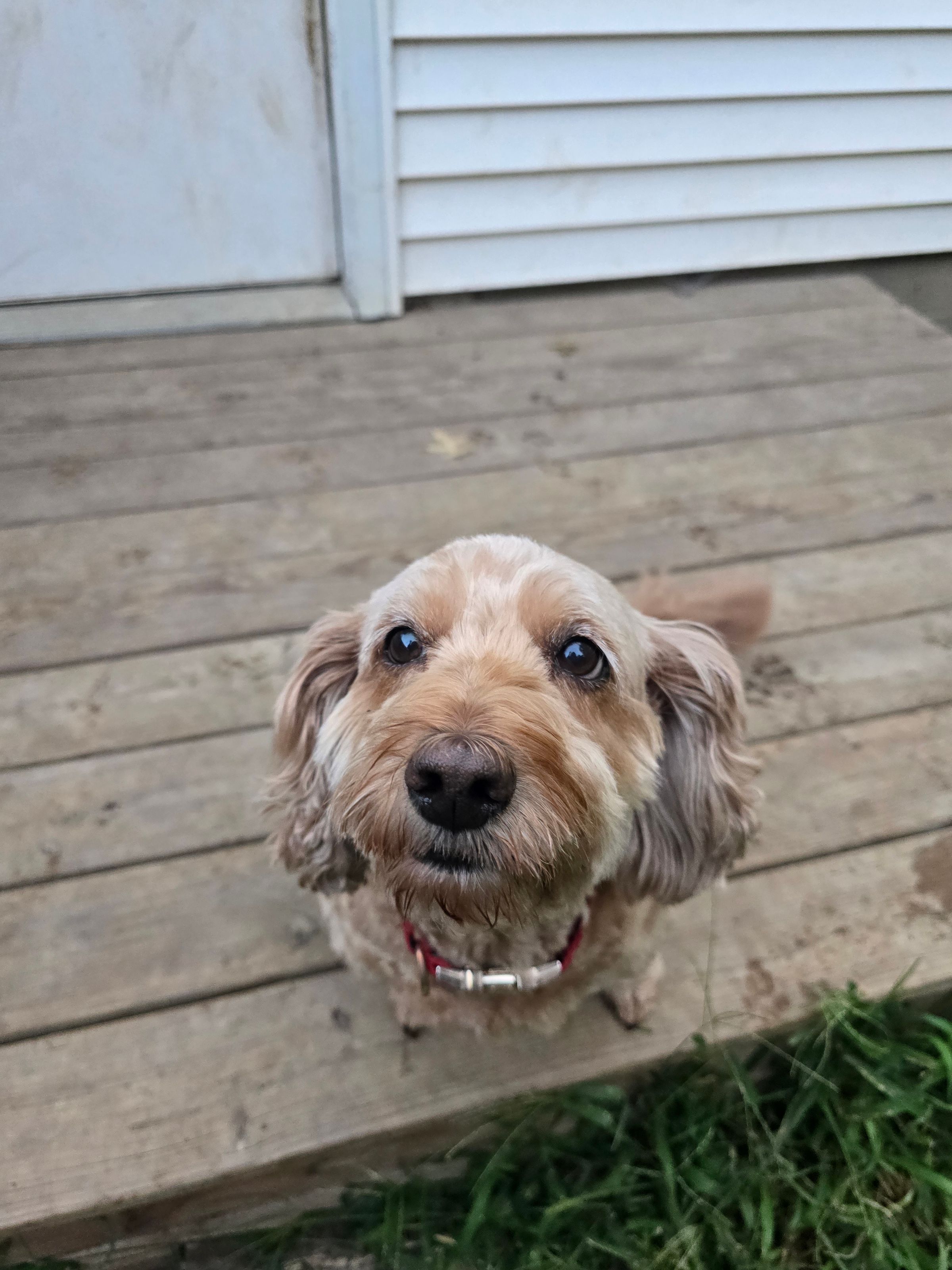 Penny