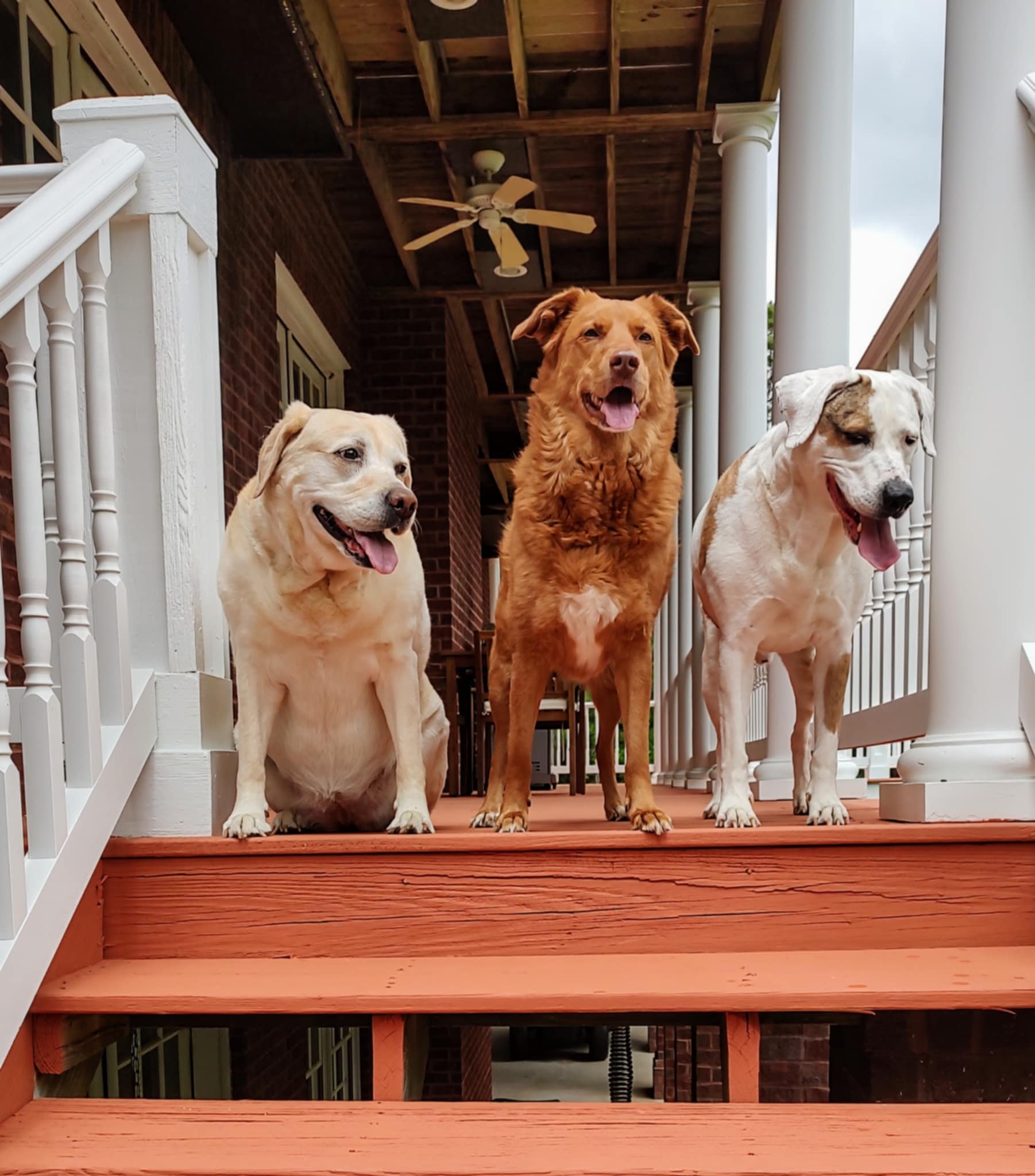 Mahalo, Emersyn & Darby 