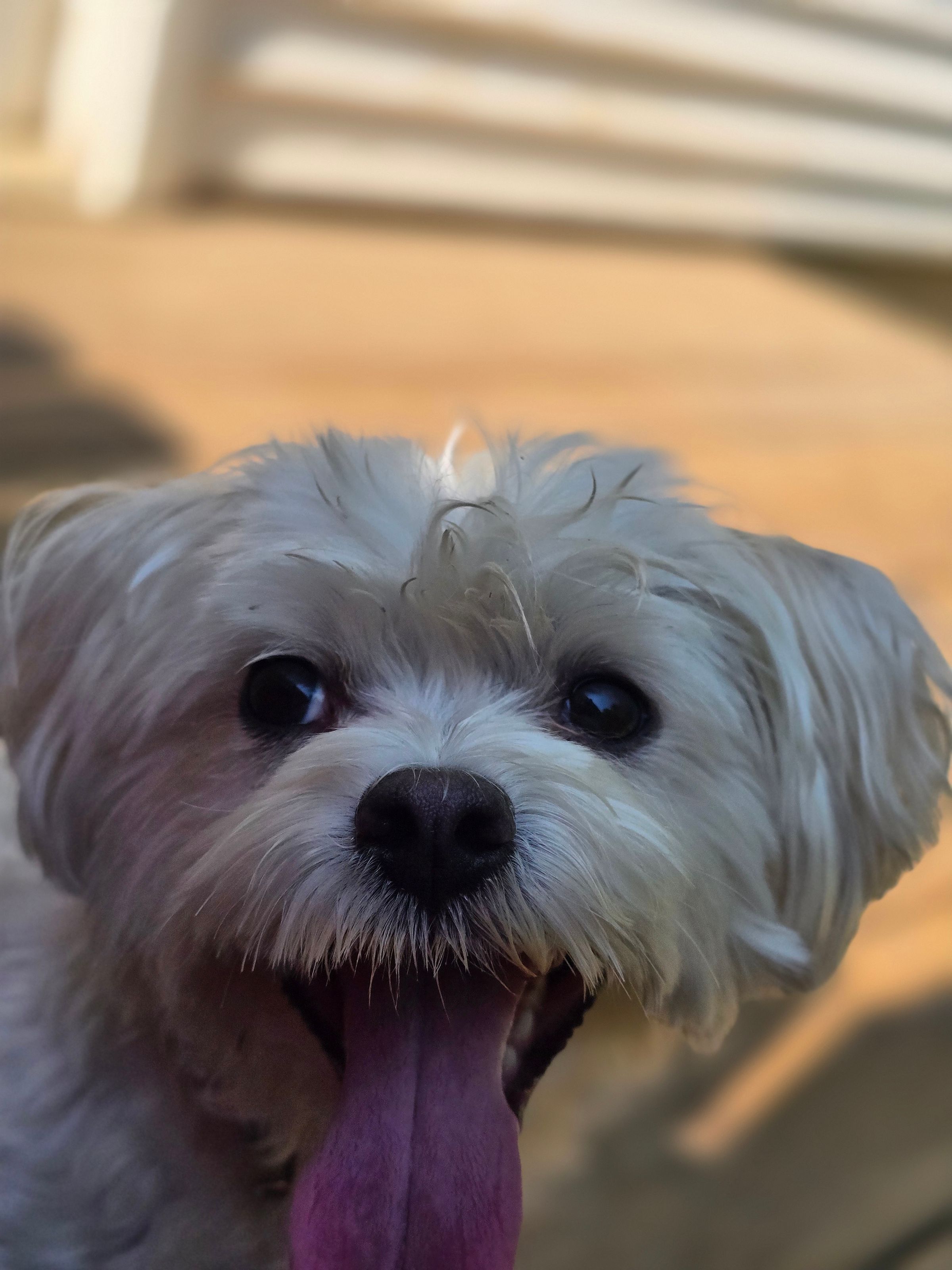 Harley