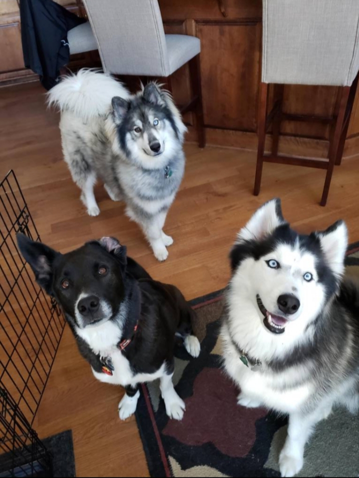 Riley, Murphy, & Timber