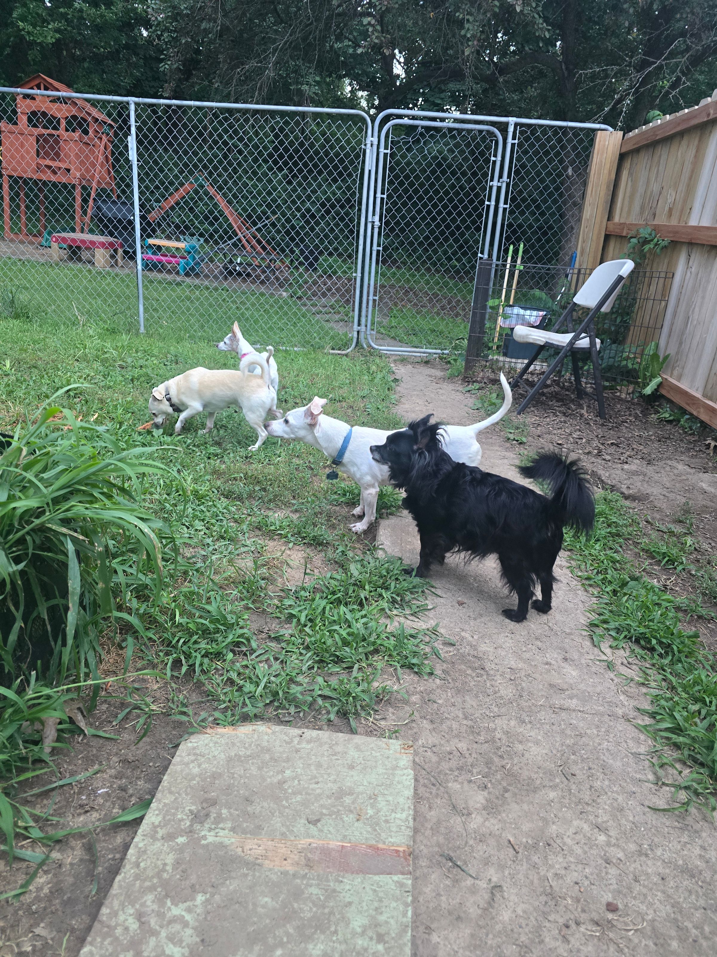 HarryElla, Dobbie, Kreacher & Pearl
