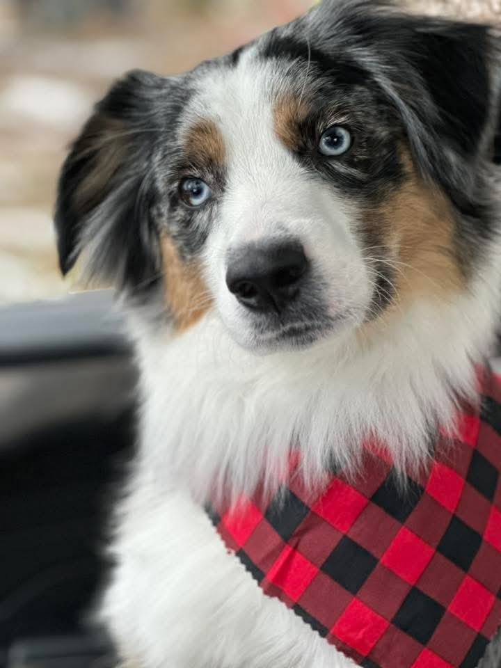 Ashton Carter avatar