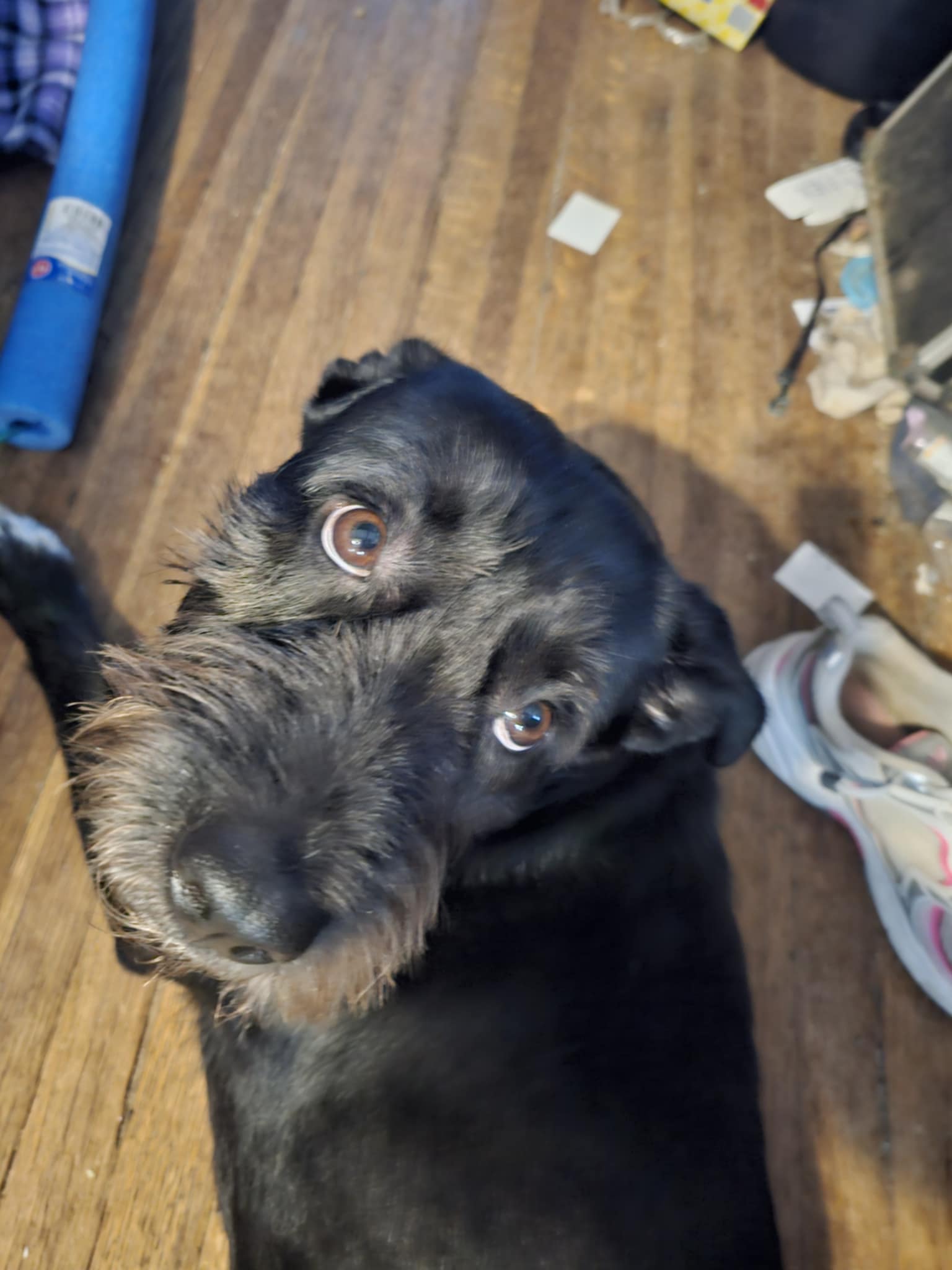 Sherry Harrell avatar