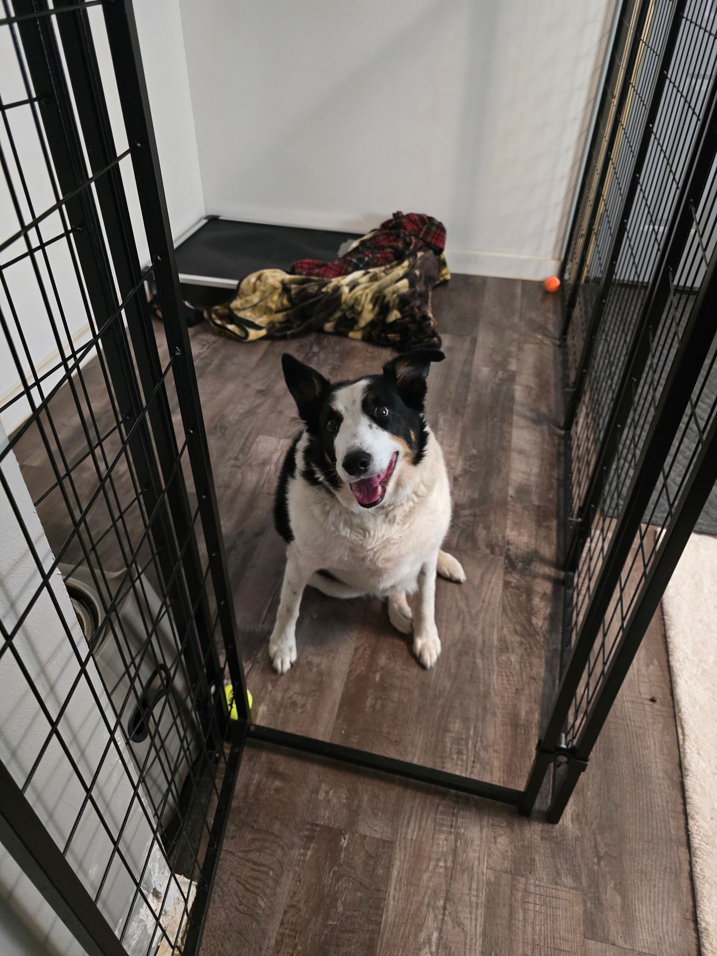 Koda