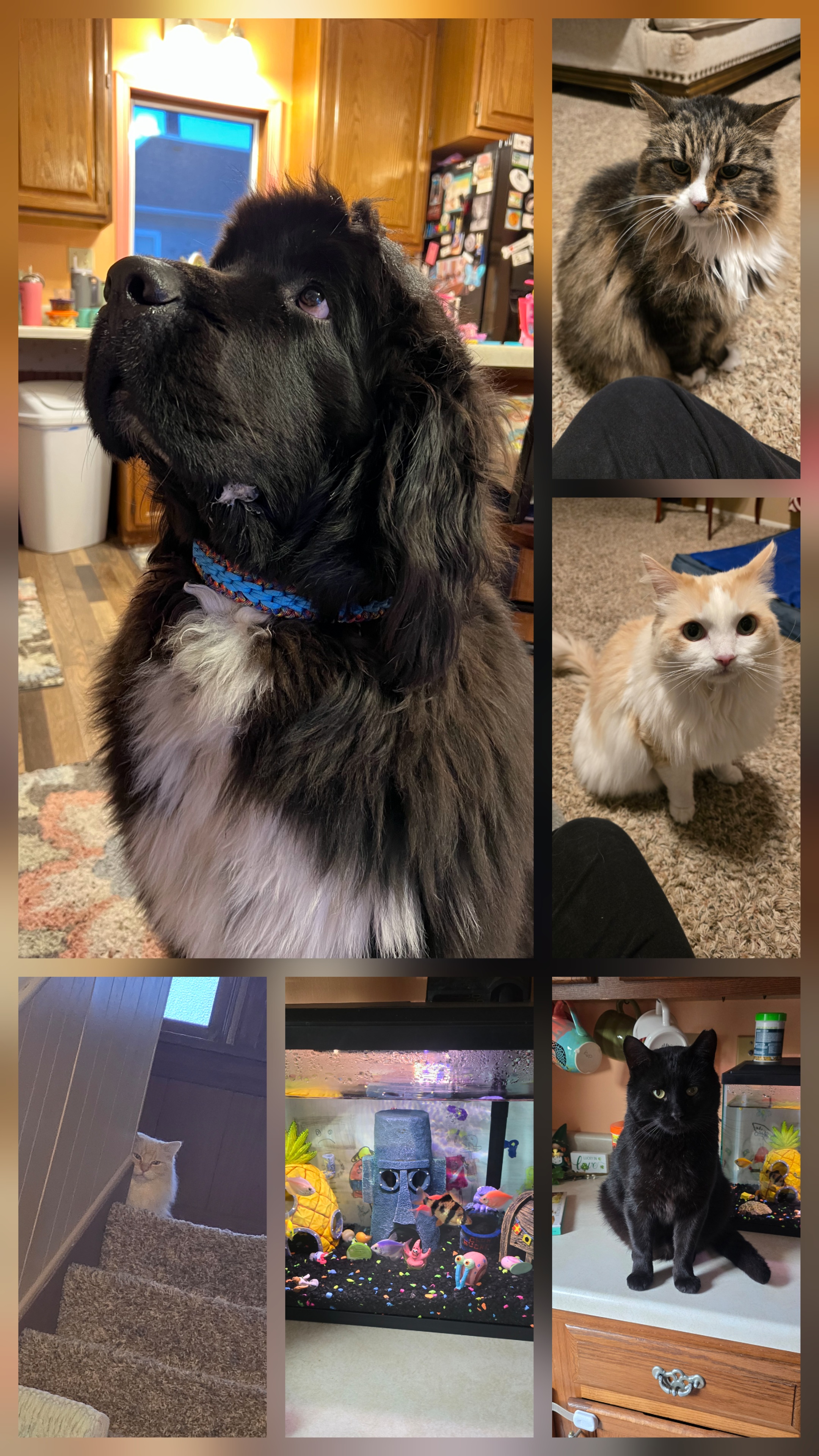 Katina Coffield McCormick avatar