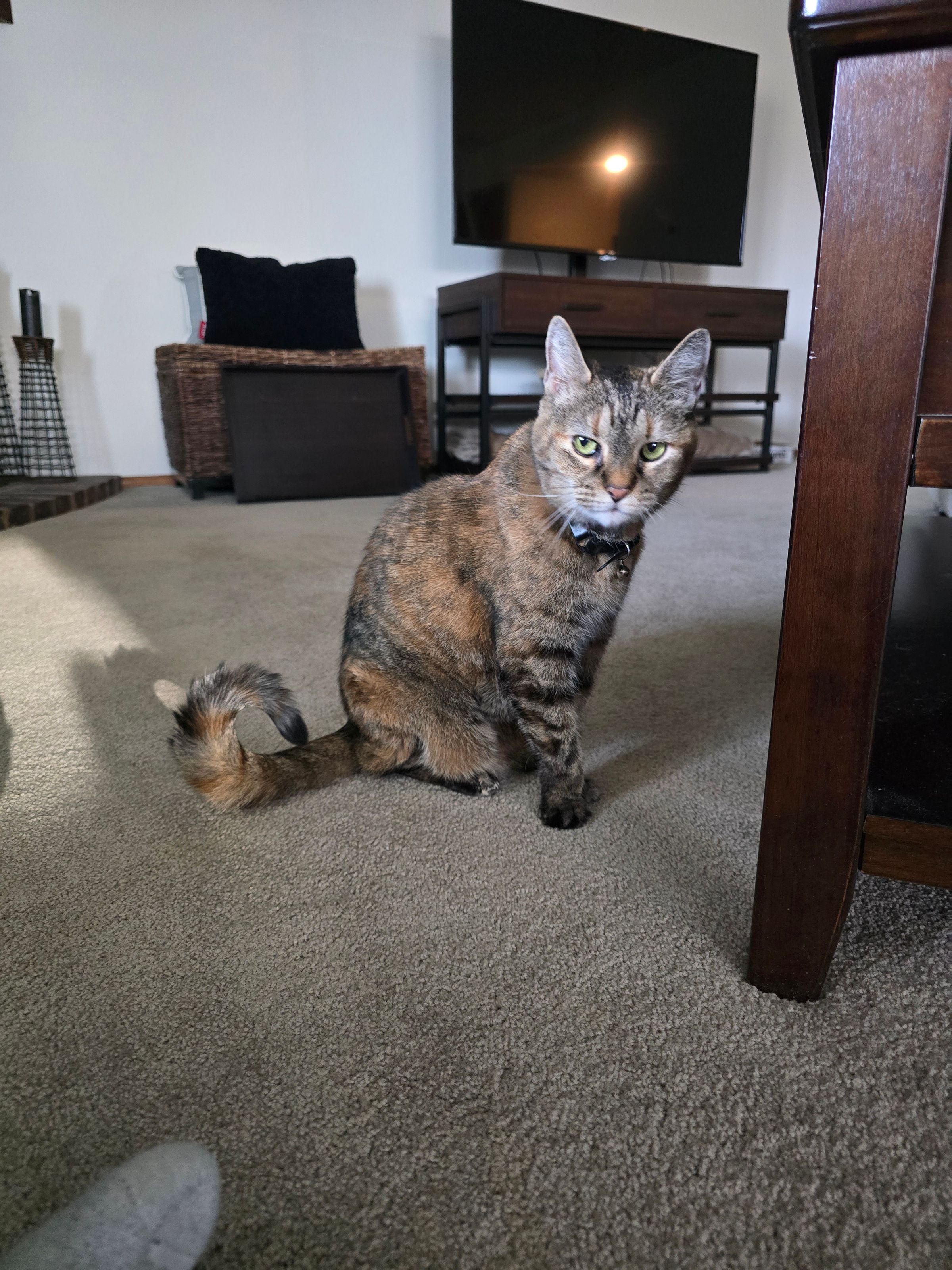 Bella