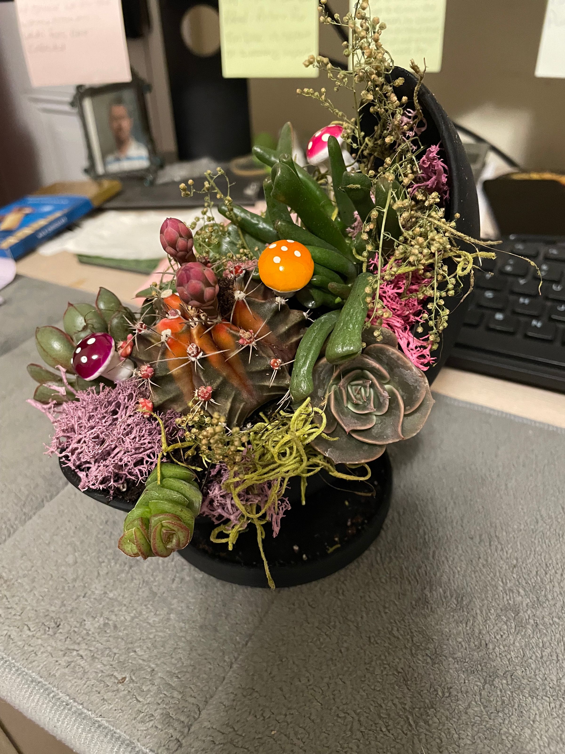 Succulent Moon Crescent