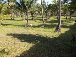 Bobon Beachside's image