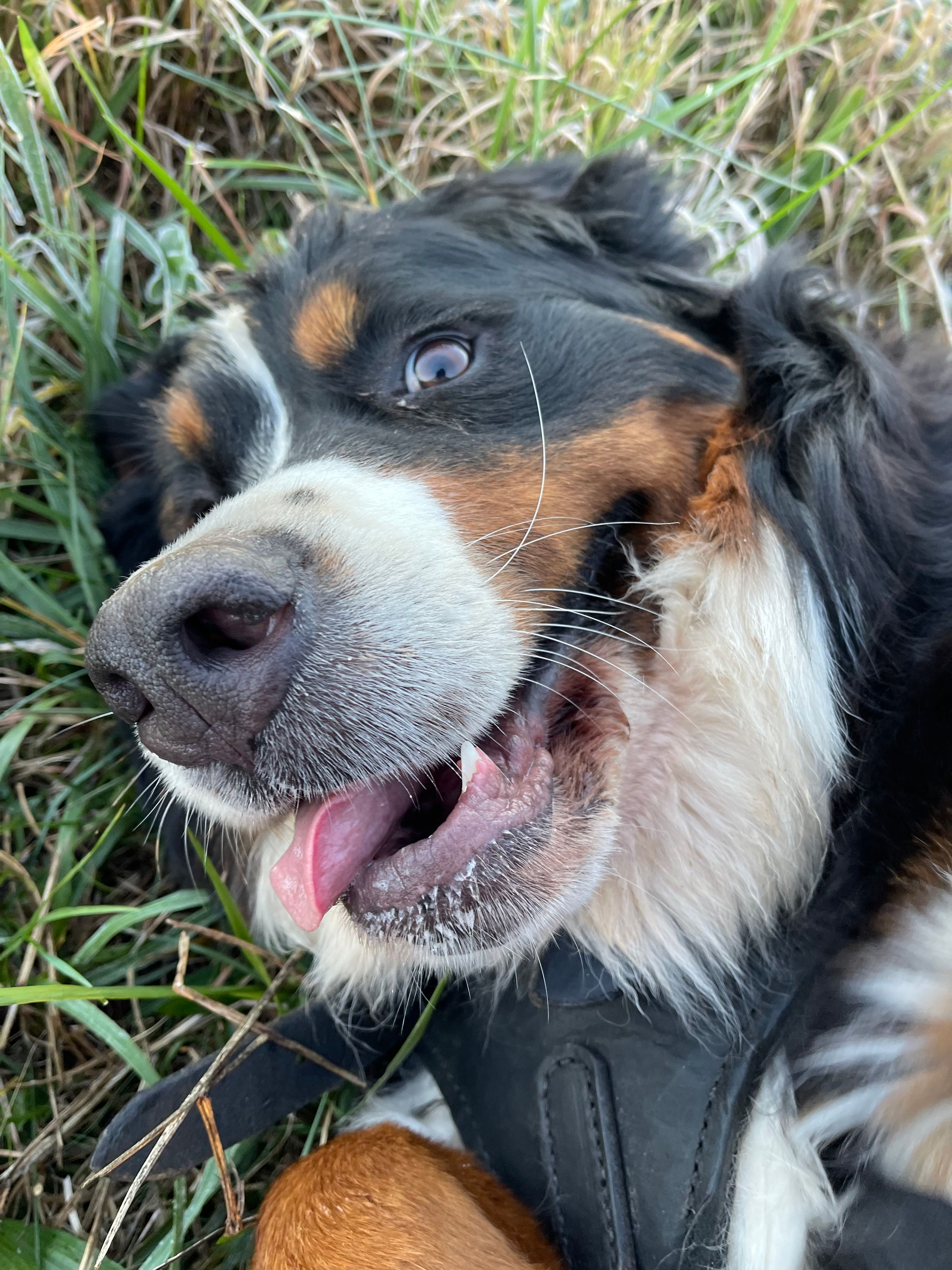 The God–Human–Animal Bond (The GHAB™) – Christian Theology's image