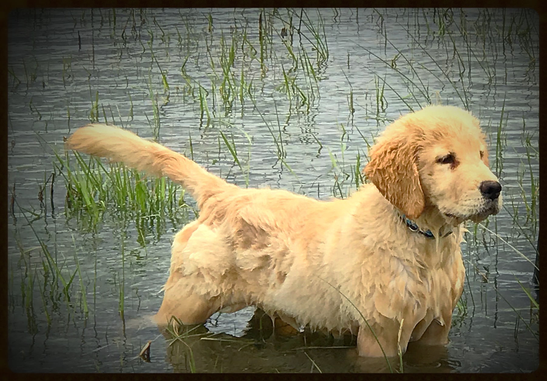 The God–Human–Animal Bond (The GHAB™) – Christian Theology's image