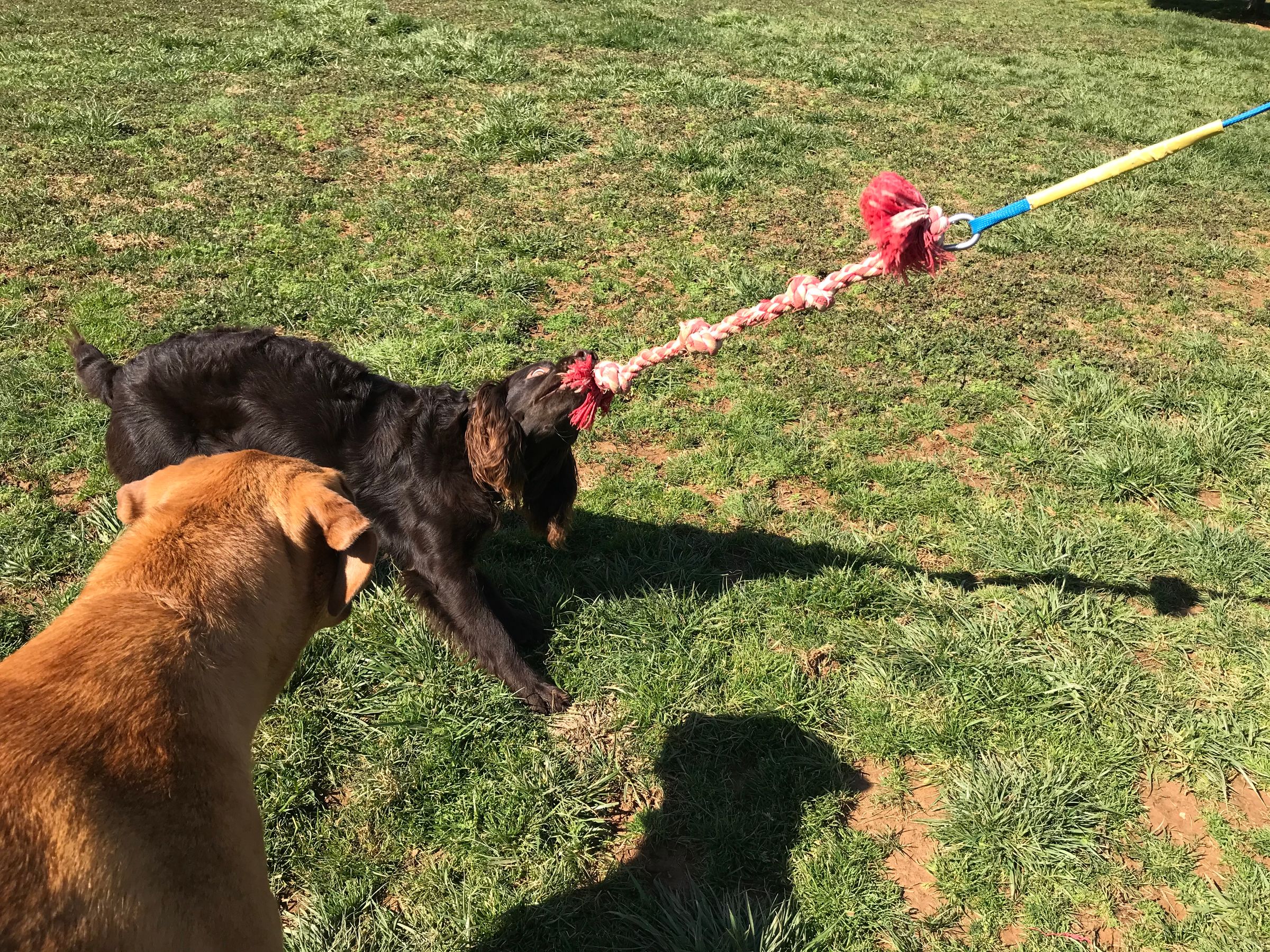 The God–Human–Animal Bond (The GHAB™) – Christian Theology's image