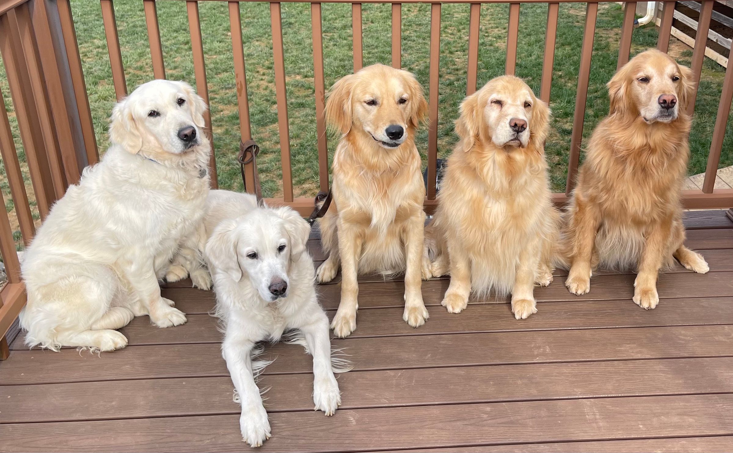 The God–Human–Animal Bond (The GHAB™) – Christian Theology's image