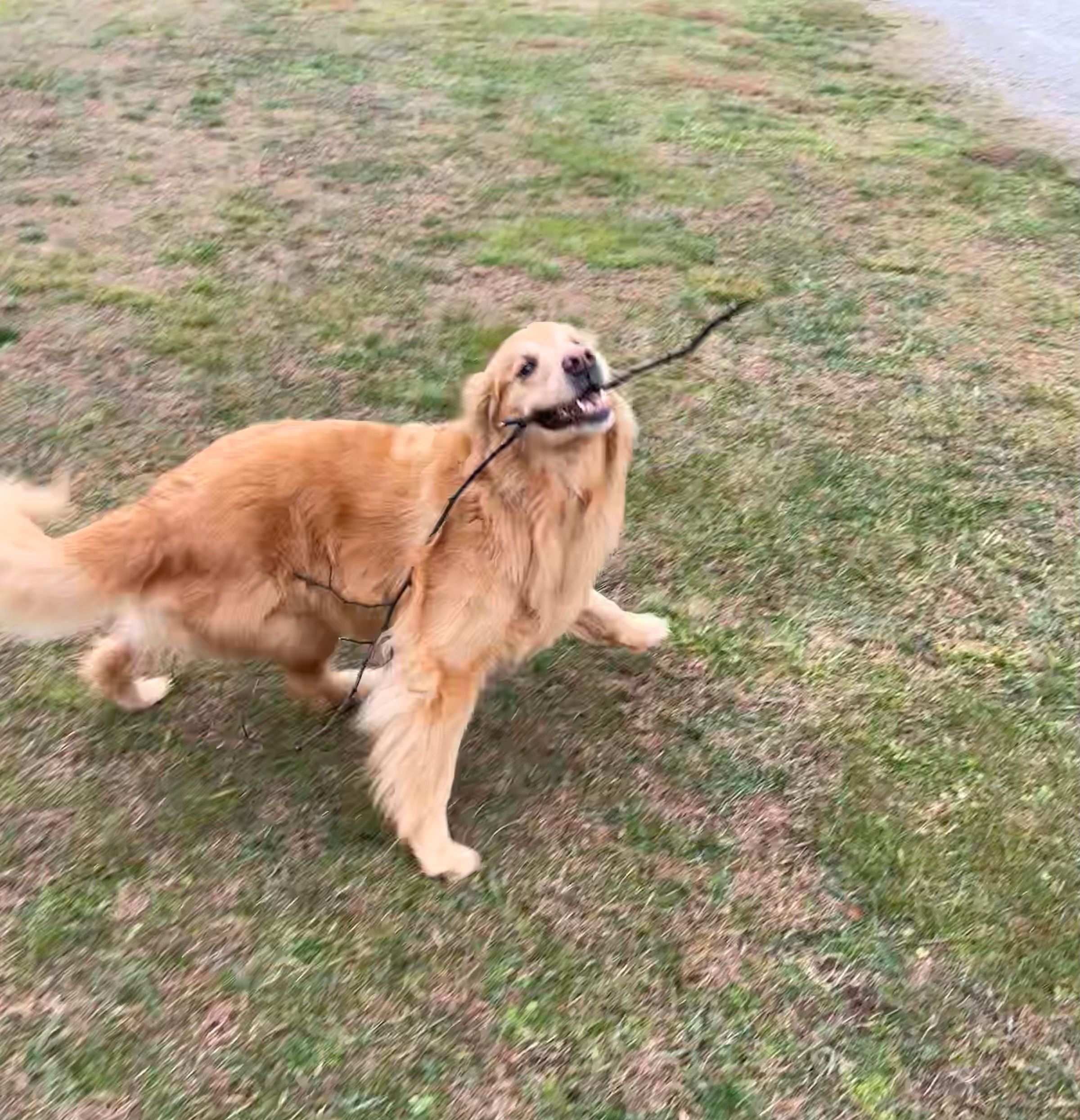 The God–Human–Animal Bond (The GHAB™) – Christian Theology's image