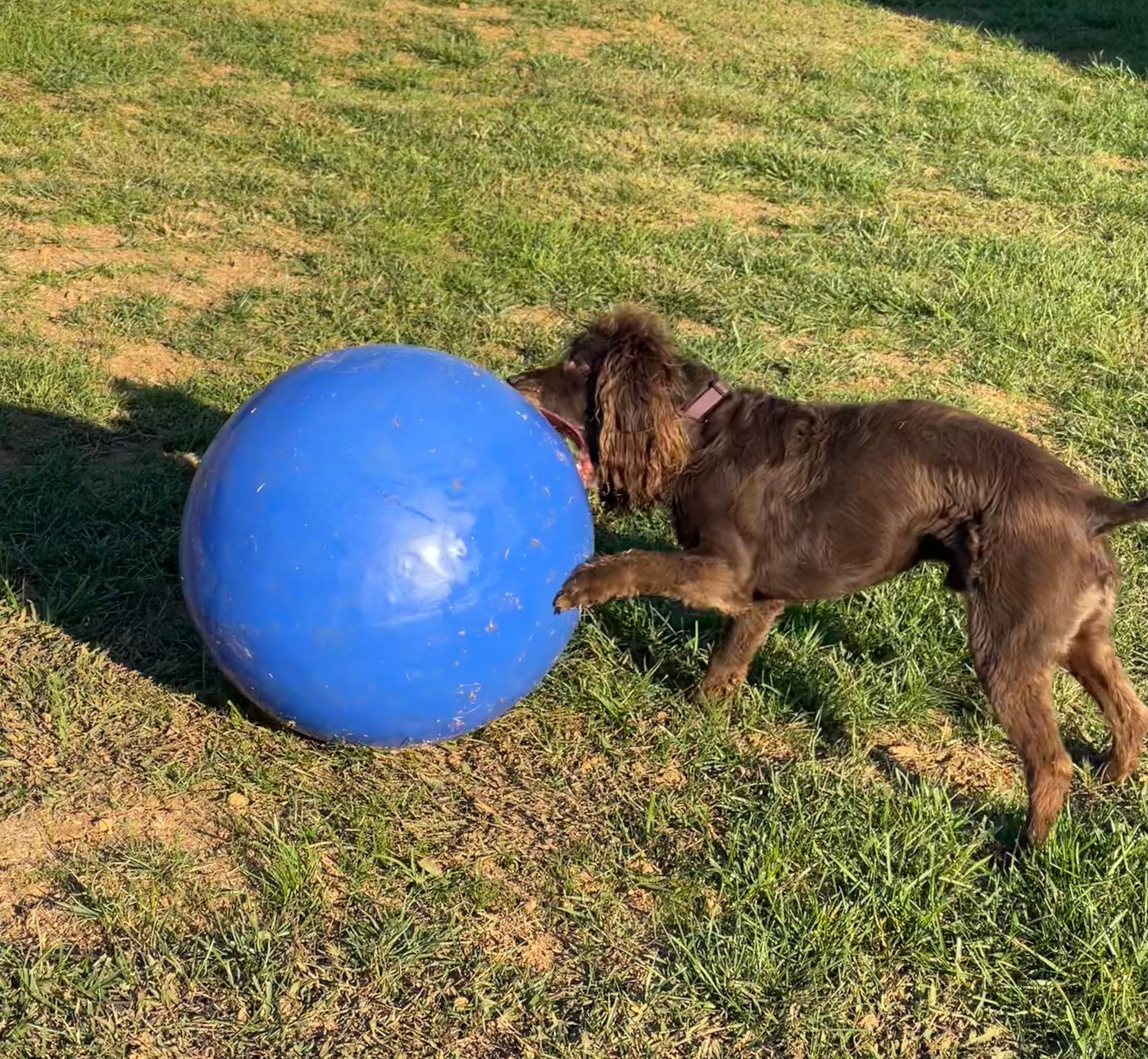 The God–Human–Animal Bond (The GHAB™) – Christian Theology's image