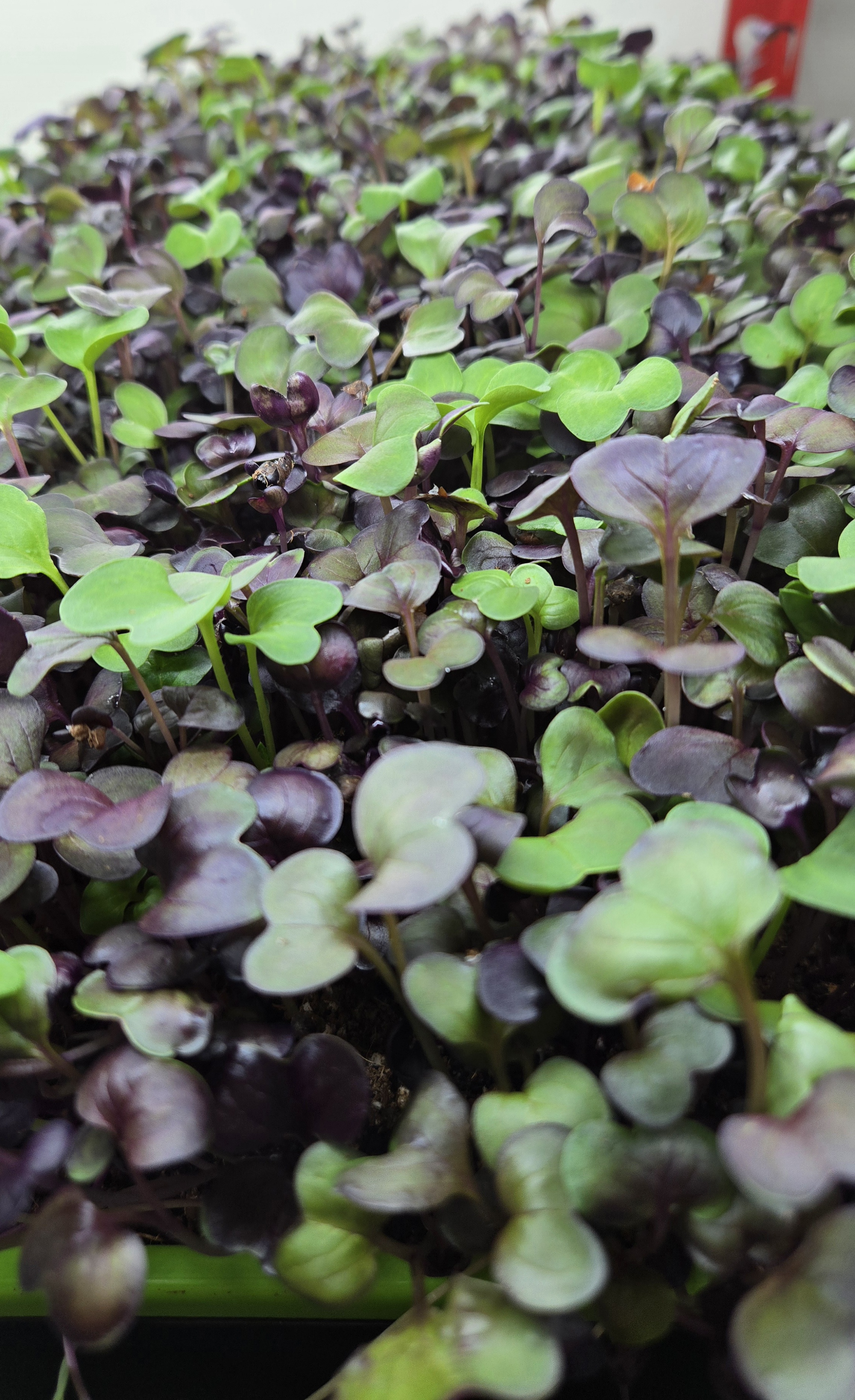 Well-Watered Farms's image