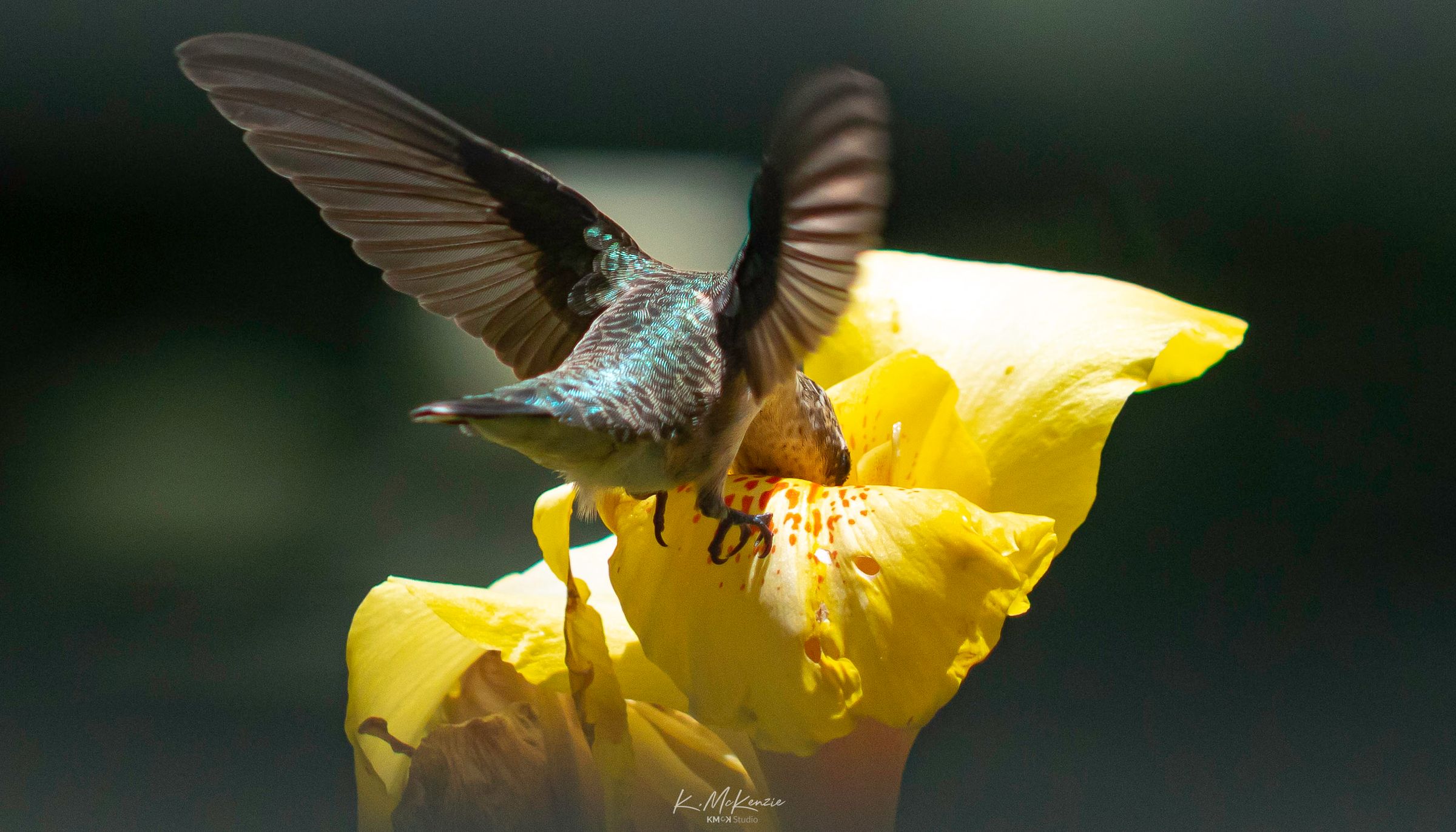 Hummingbird