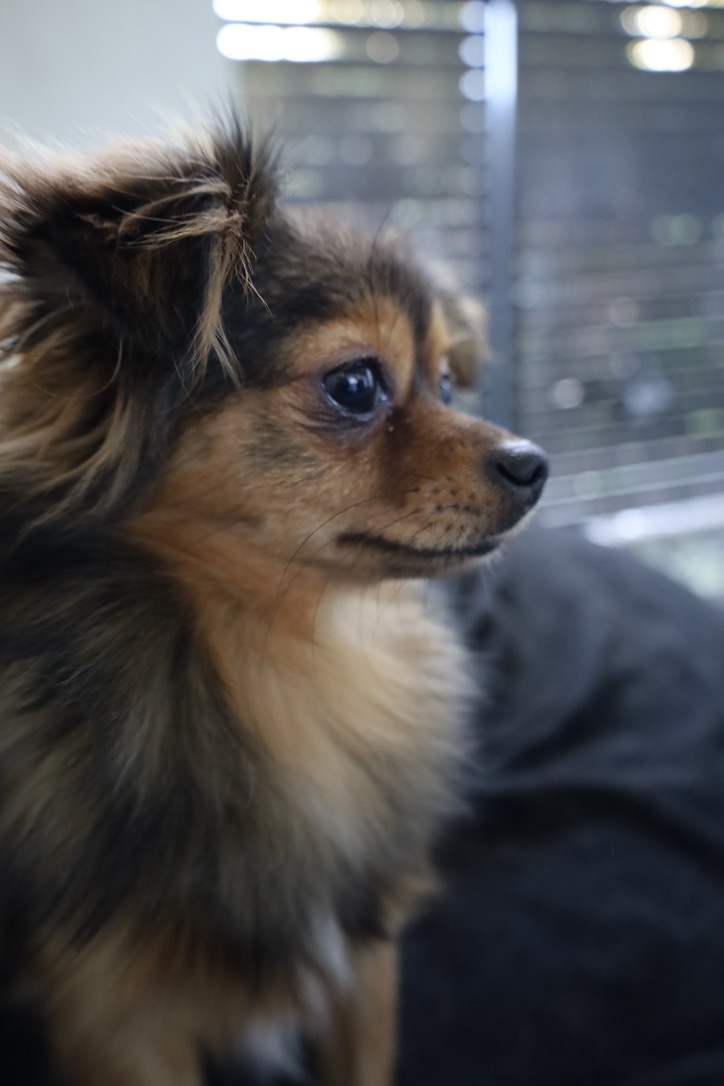 Tattoo studio's image