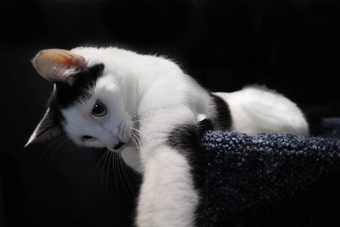 Tattoo studio's image