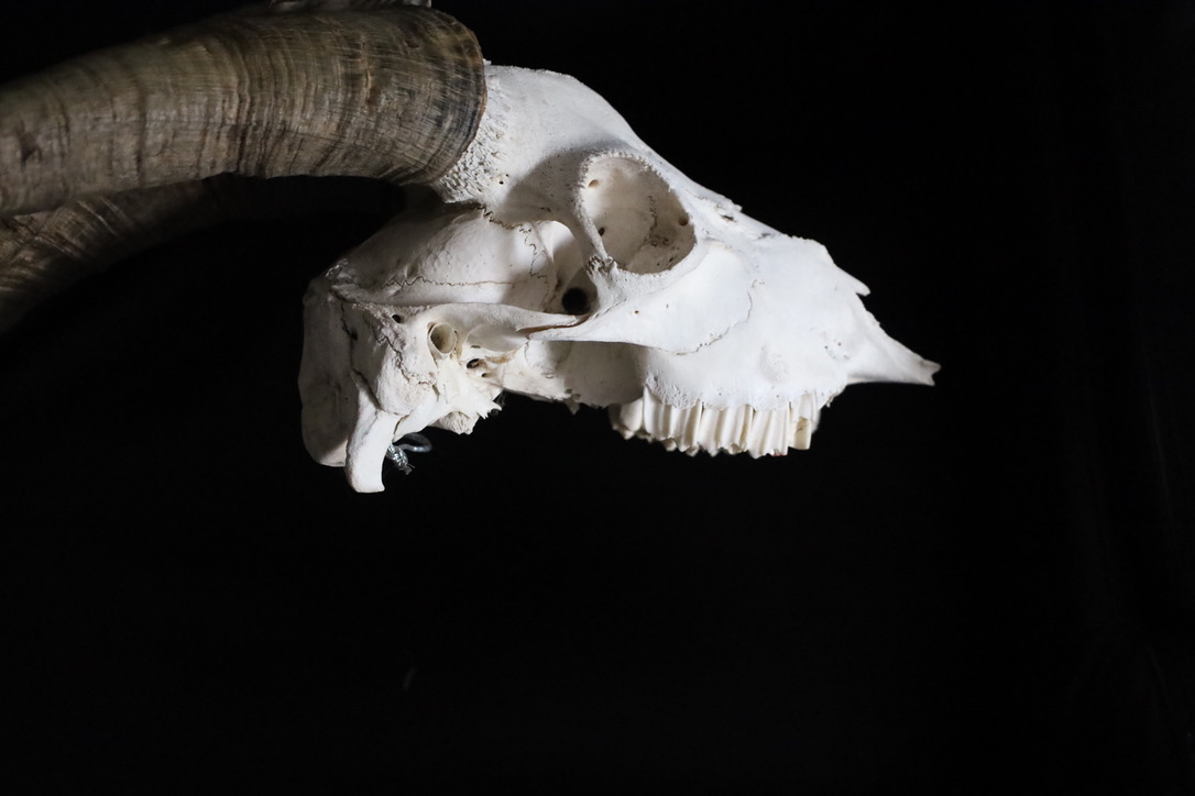 Tattoo studio's image