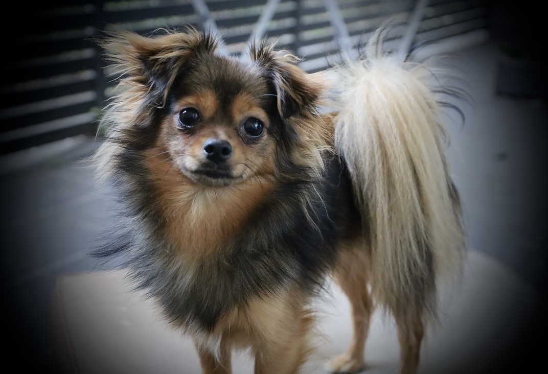 Tattoo studio's image