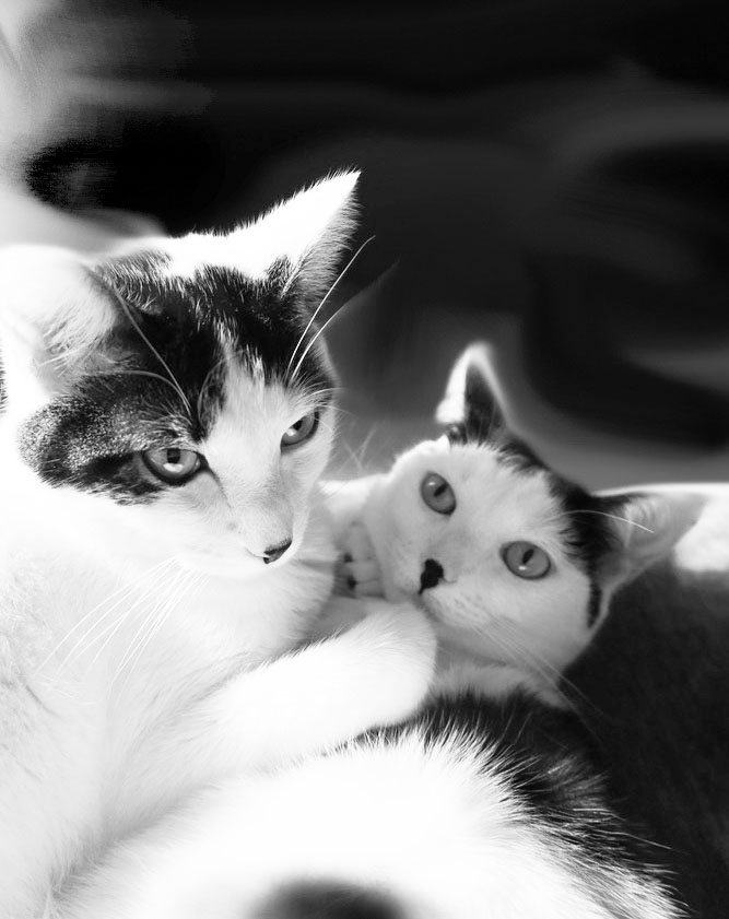 Tattoo studio's image