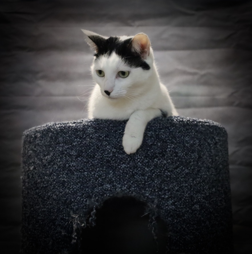 Tattoo studio's image