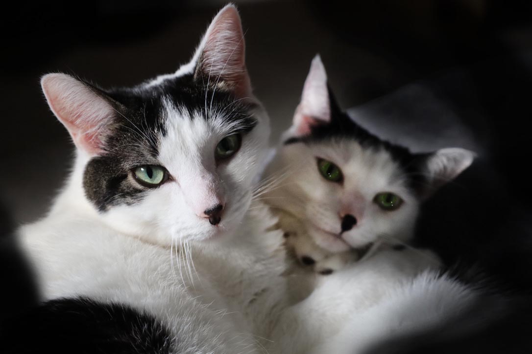 Tattoo studio's image