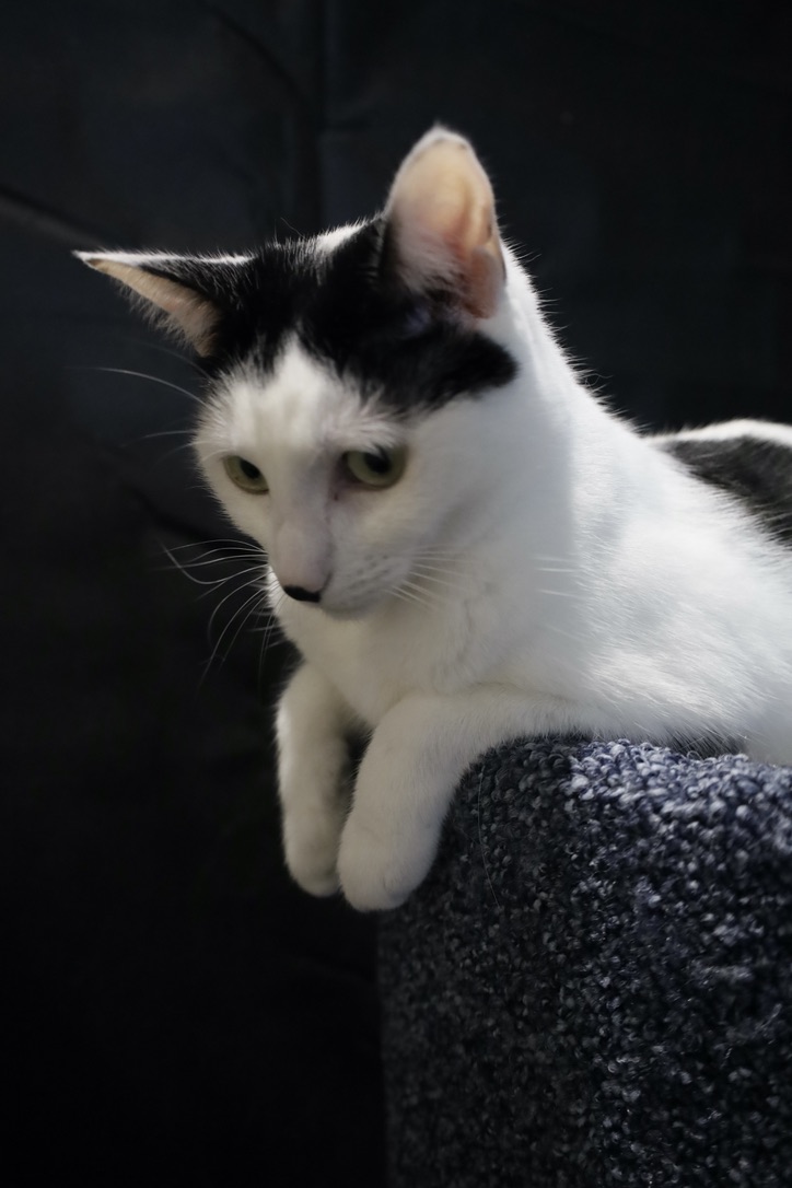 Tattoo studio's image