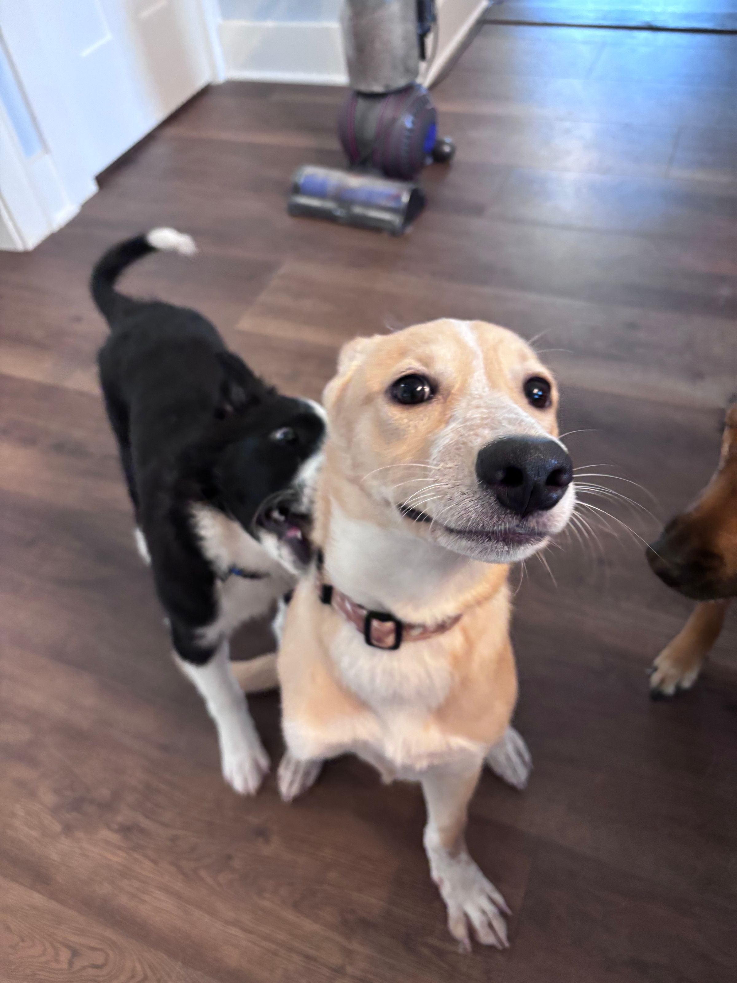 Silly Puppies