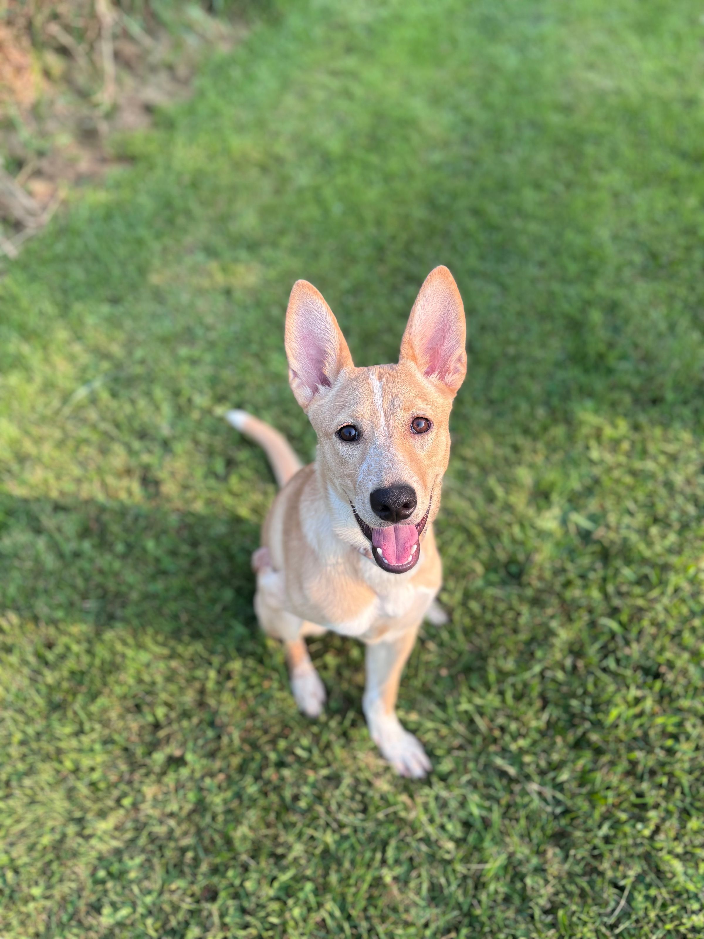 Hi Fawn! 
