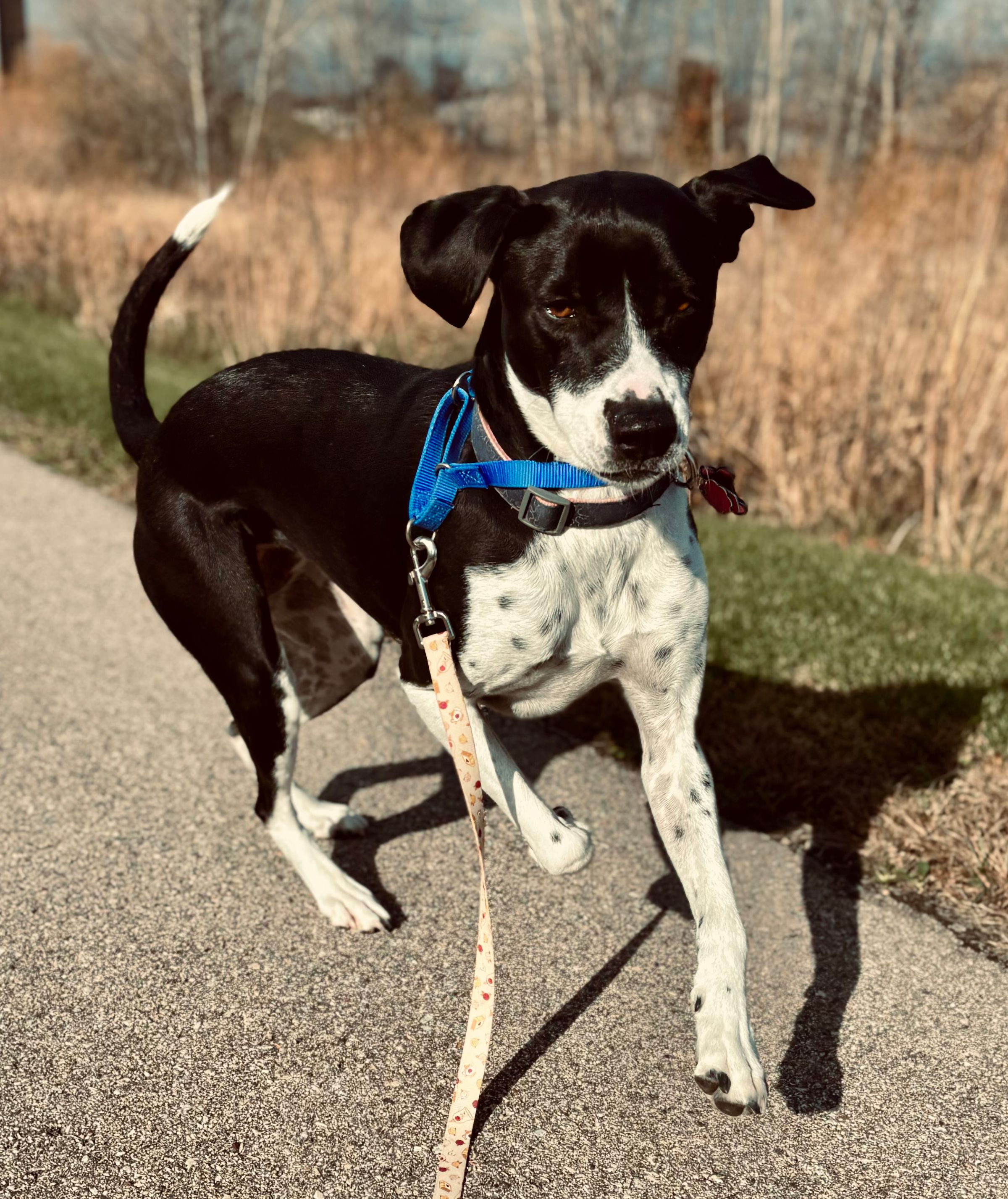 We love walks! 