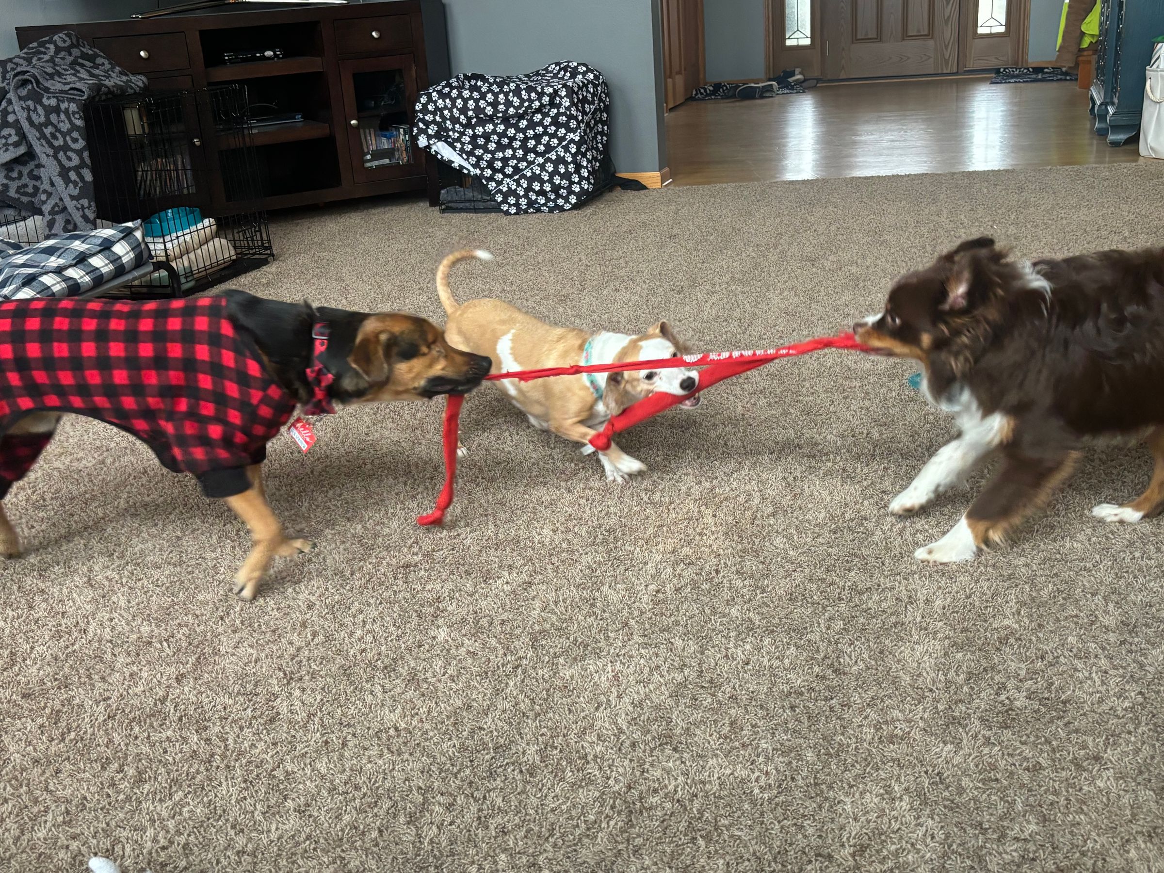 Tug O War!
