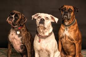 3 dogs looking at the camera