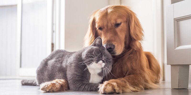 Grey and white cat cuddling tan dog