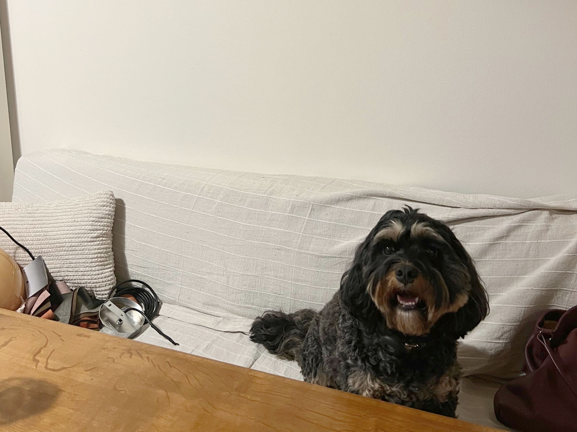 The Worthing Pet Sitter's image