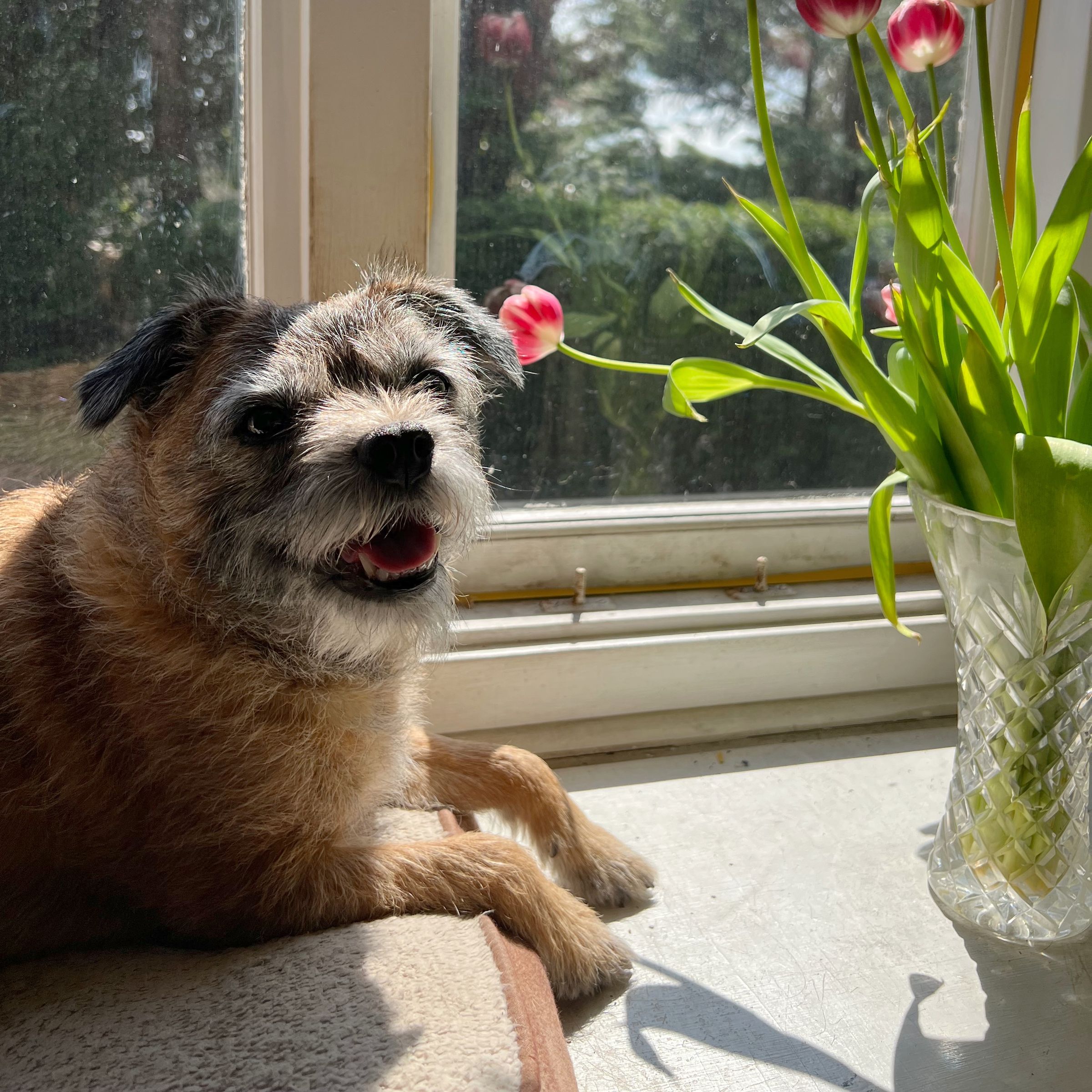 The Worthing Pet Sitter's image