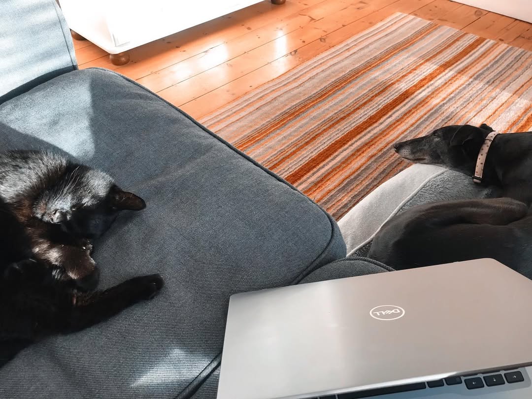 The Worthing Pet Sitter's image