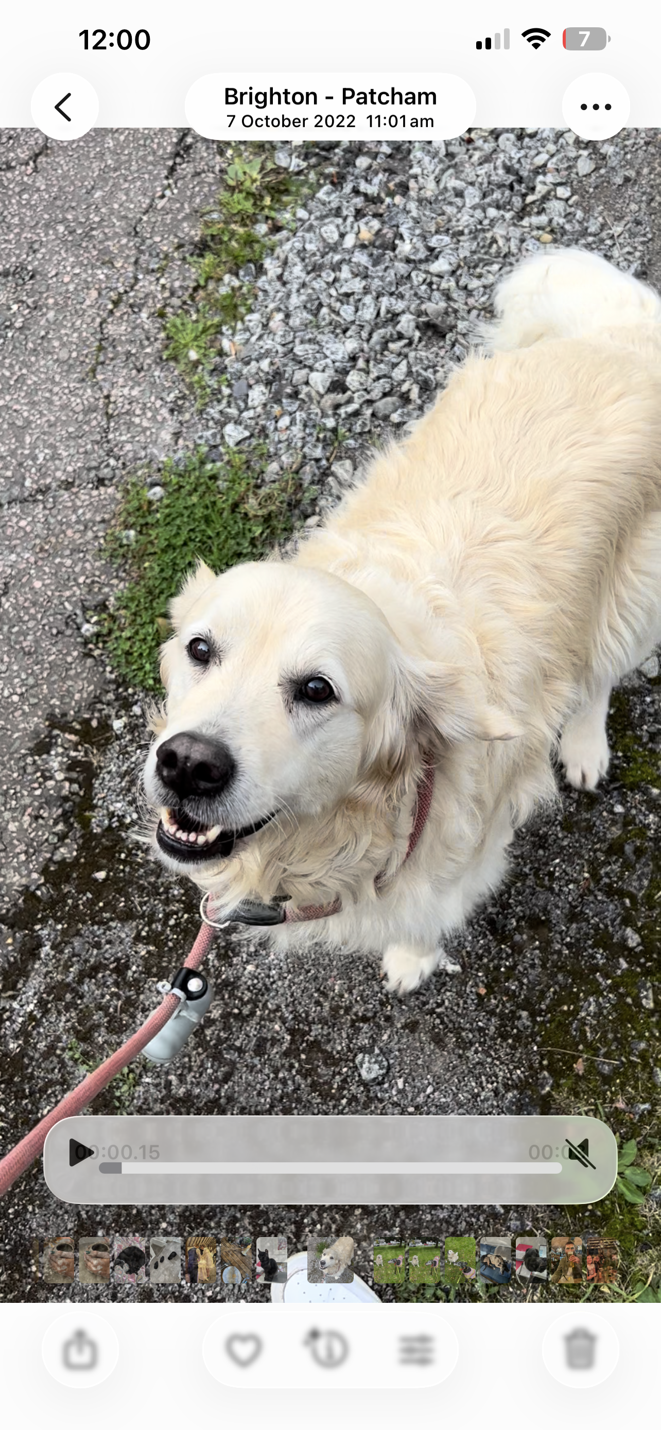 The Worthing Pet Sitter's image