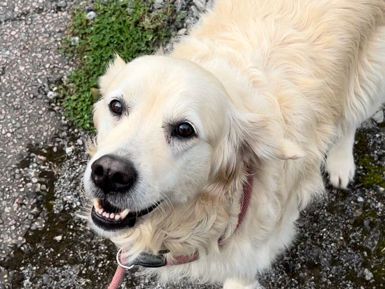 The Worthing Pet Sitter's image