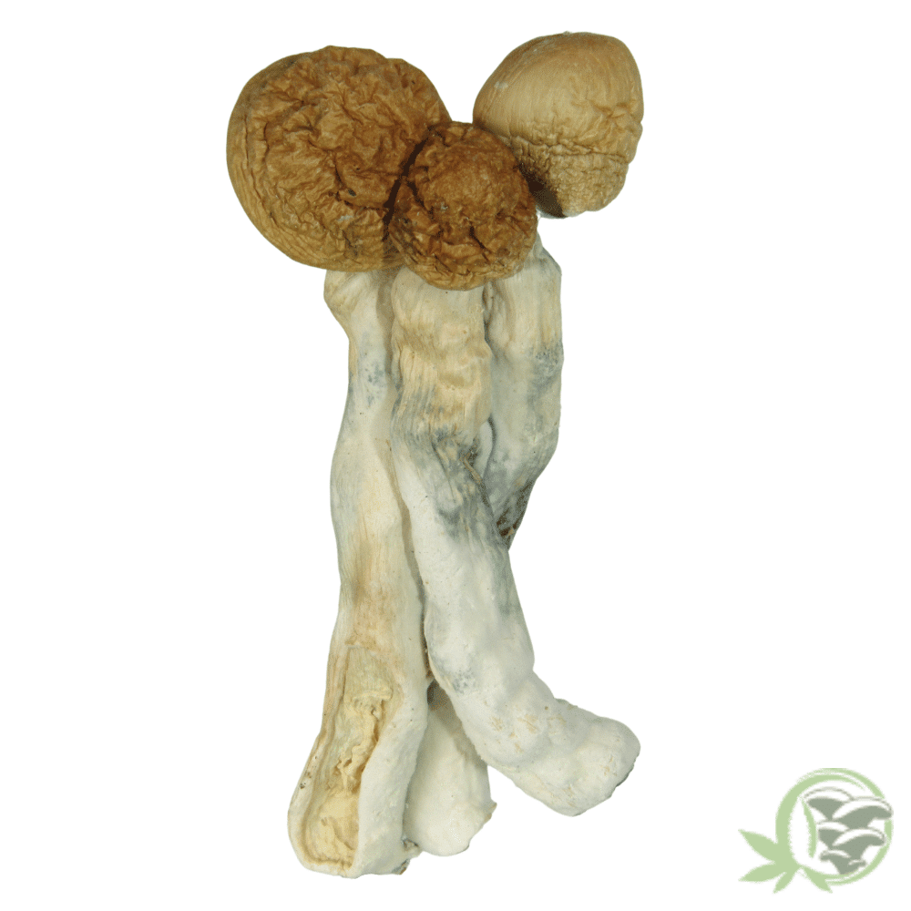 Warrior's Church of Healing's image