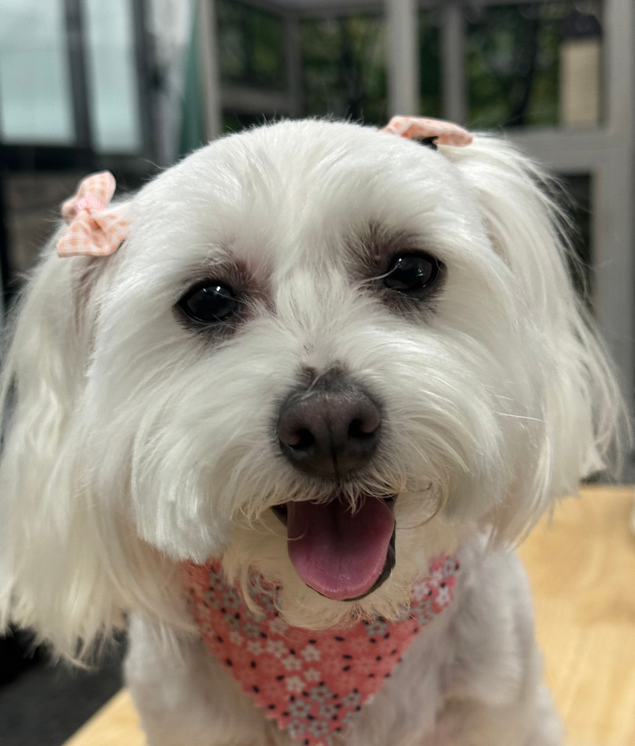 The BED & BISCUIT dog spa's image
