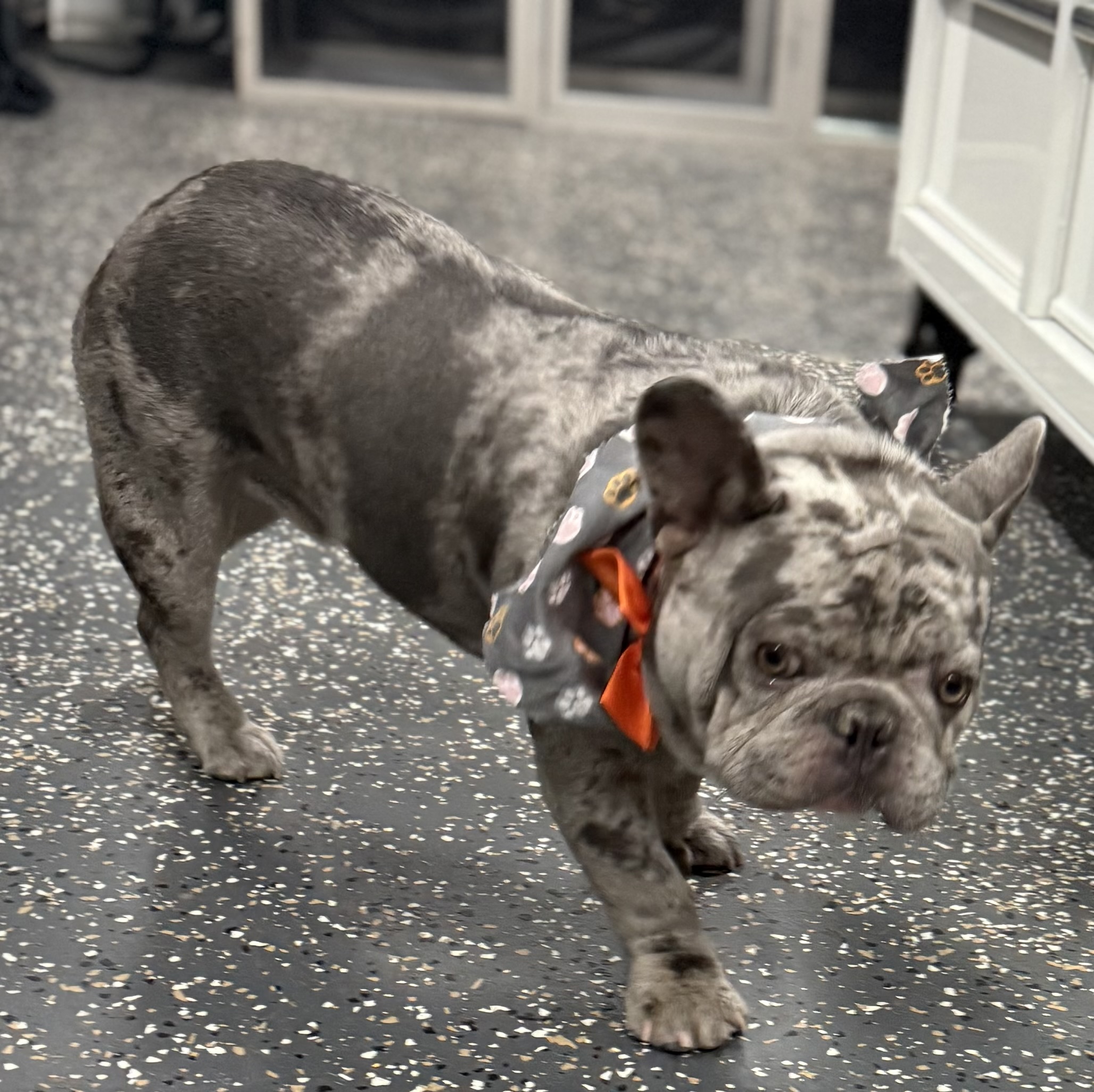The BED & BISCUIT dog spa's image
