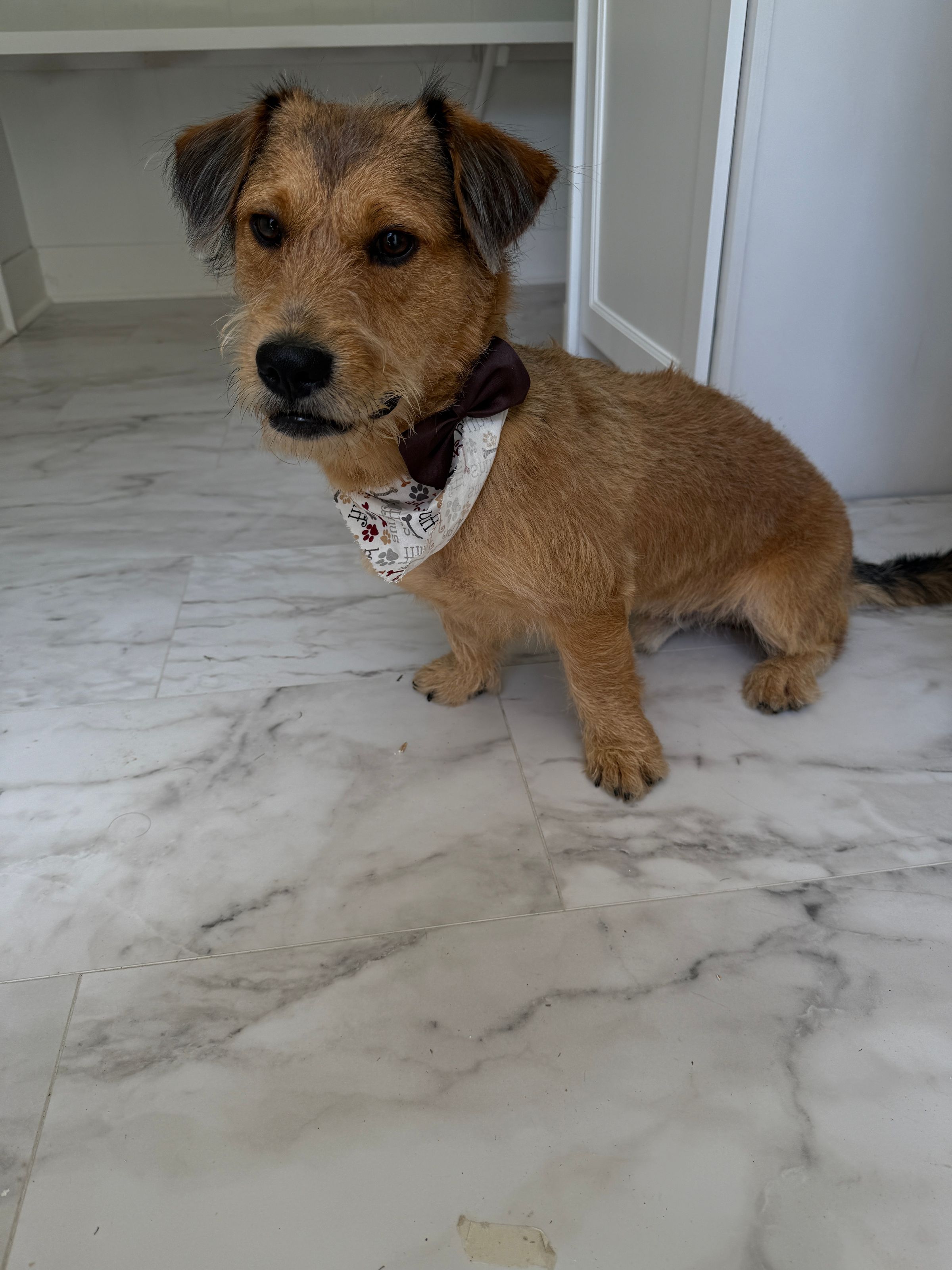 The BED & BISCUIT dog spa's image