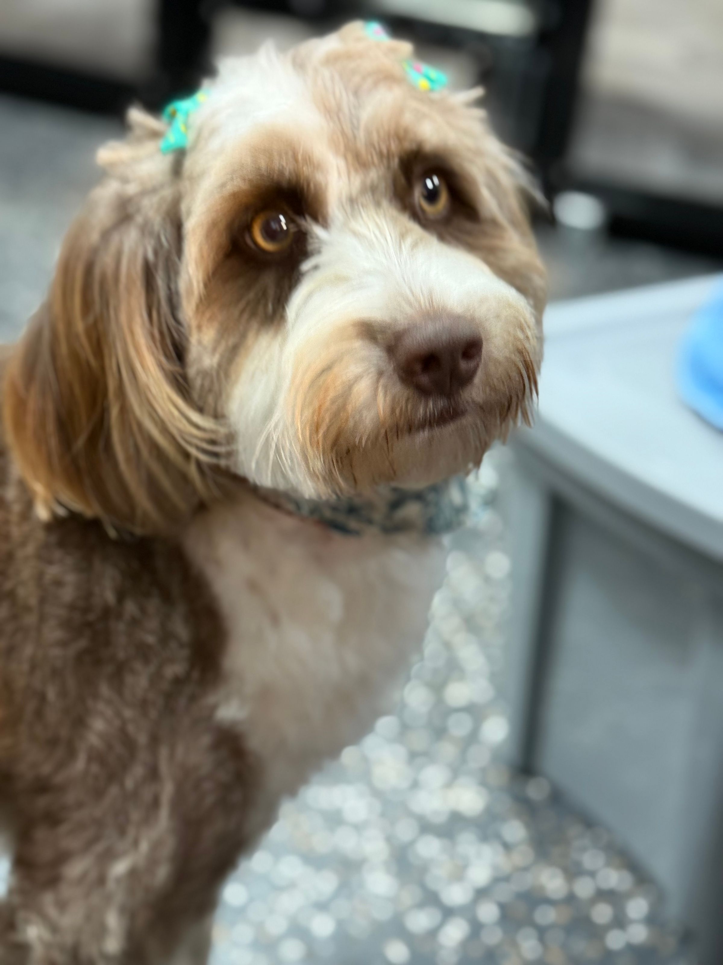 The BED & BISCUIT dog spa's image