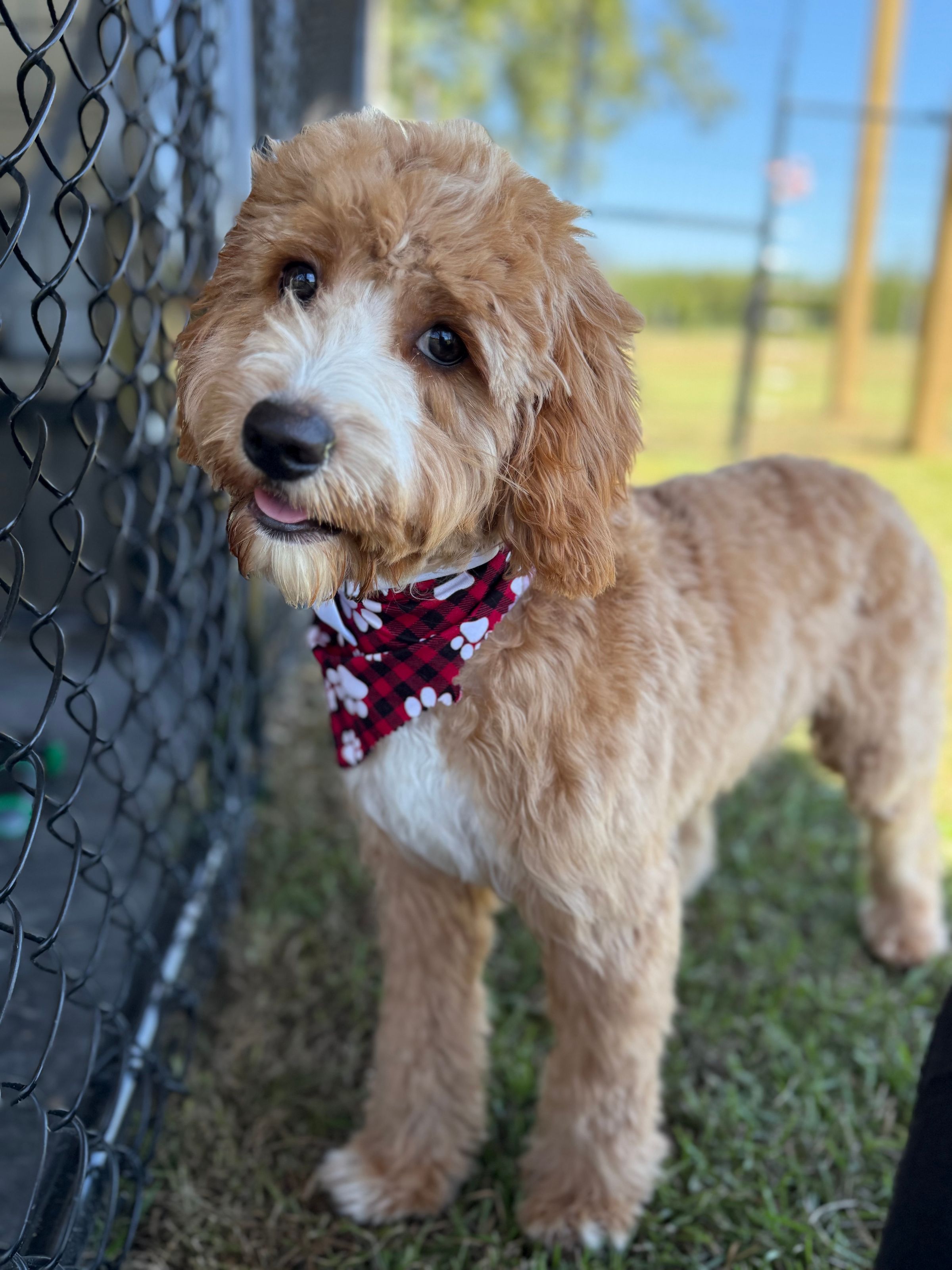 The BED & BISCUIT dog spa's image