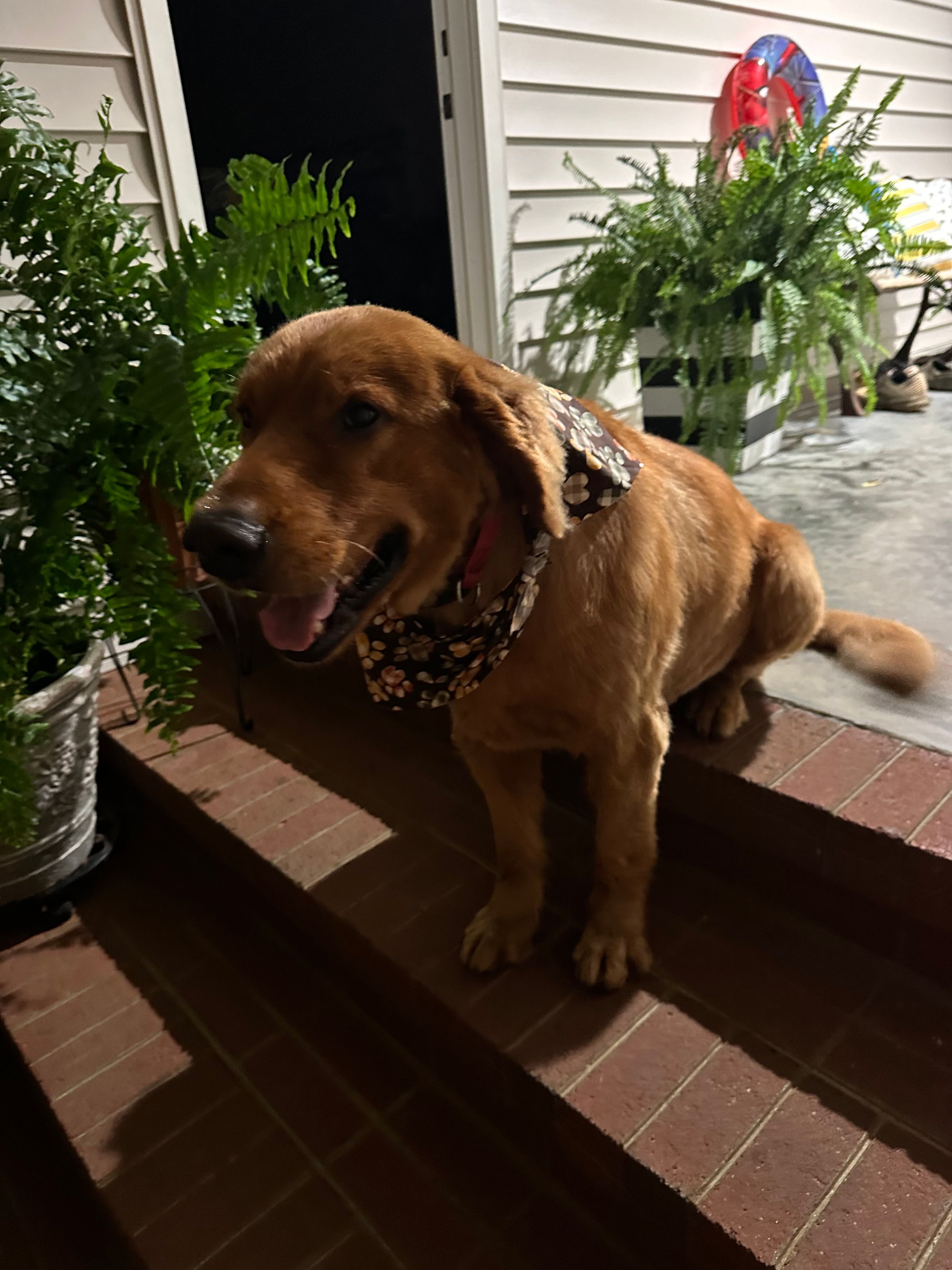 The BED & BISCUIT dog spa's image