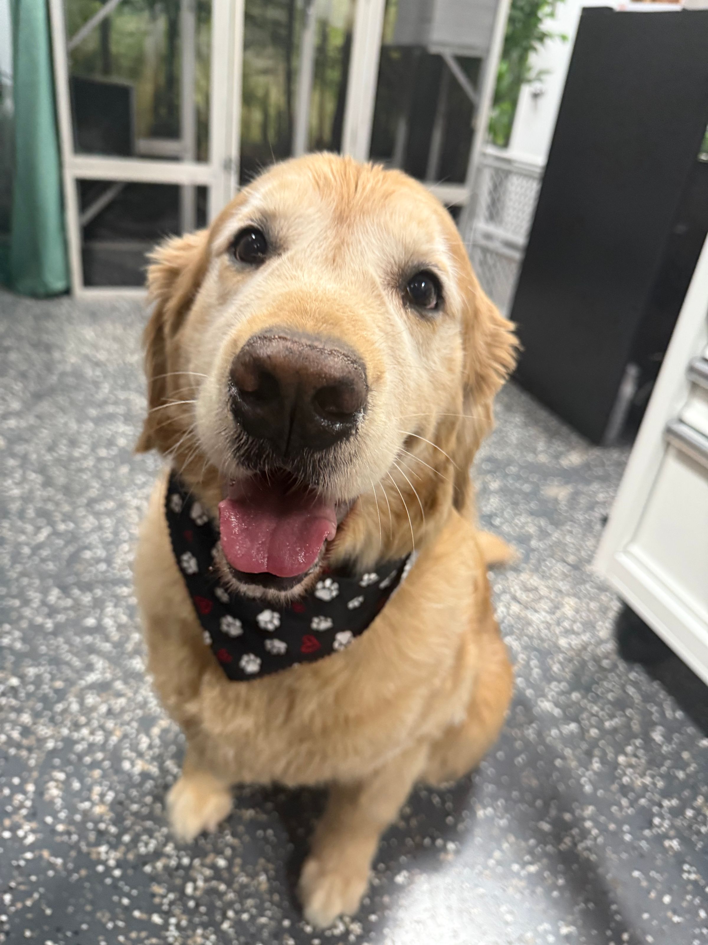 The BED & BISCUIT dog spa's image