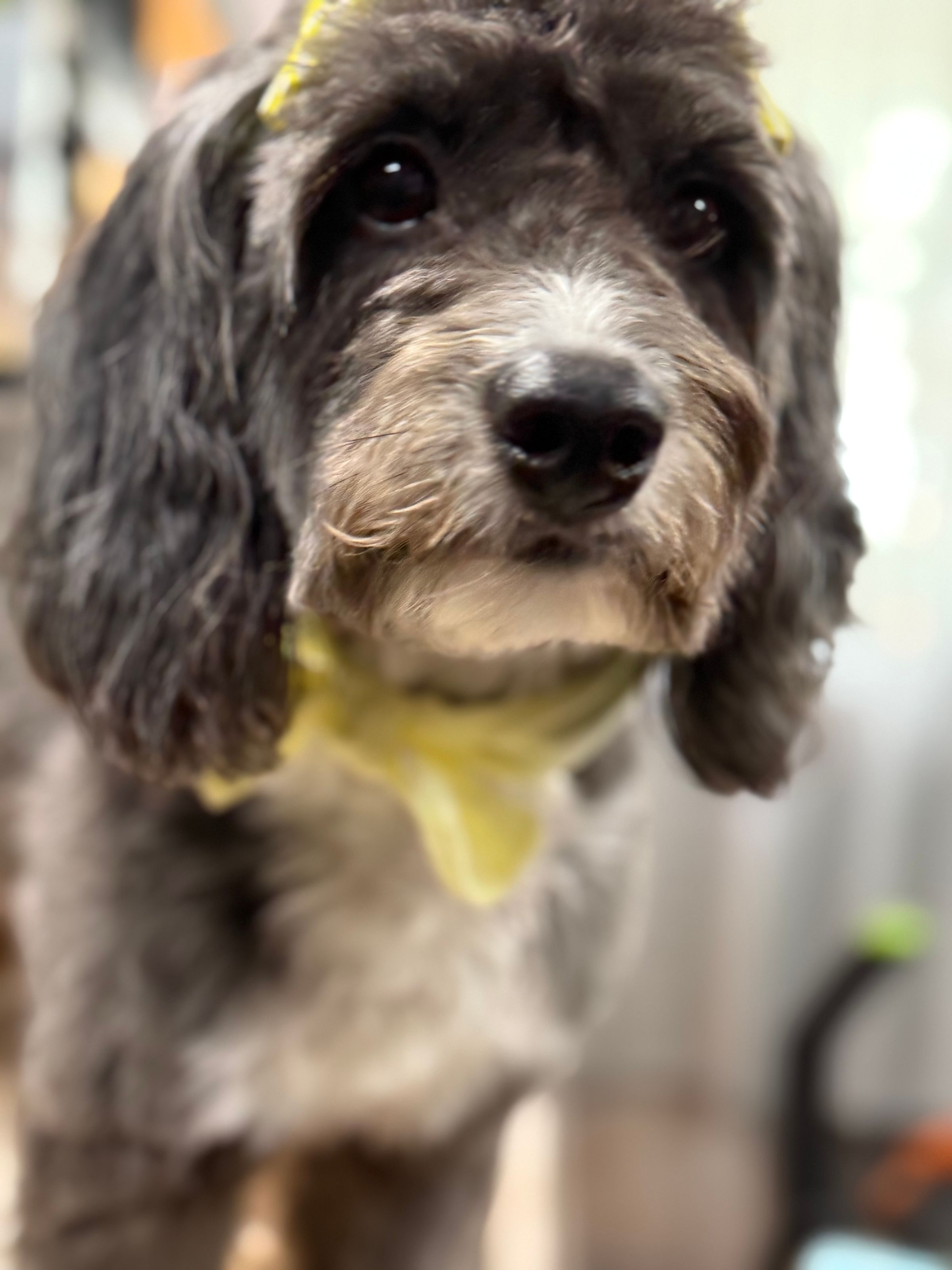 The BED & BISCUIT dog spa's image
